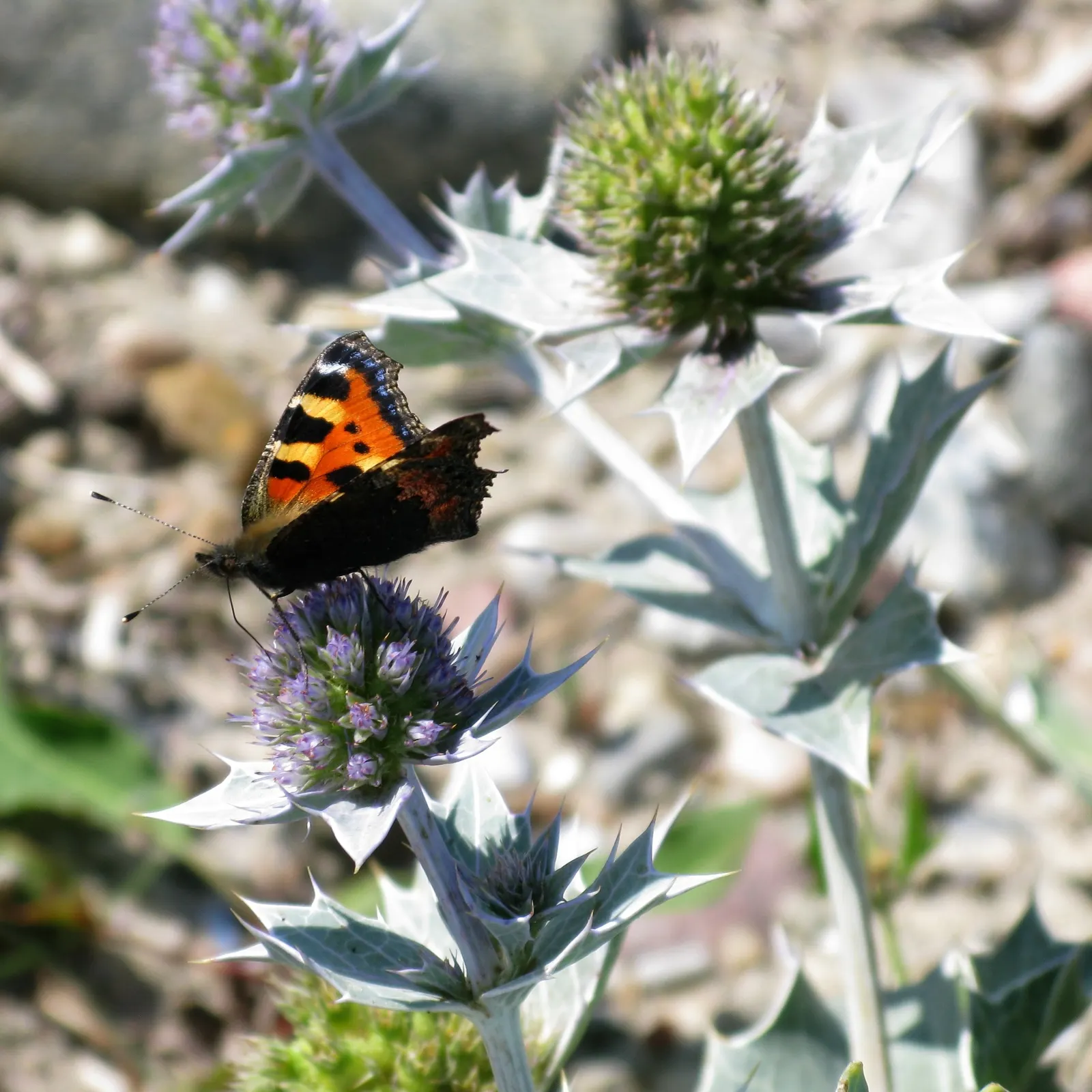 Sea Holly (Eryngium Maritimum) — Minimal maintenance is required, though it may benefit from protection in areas with extremely cold winters; are a, image 96
