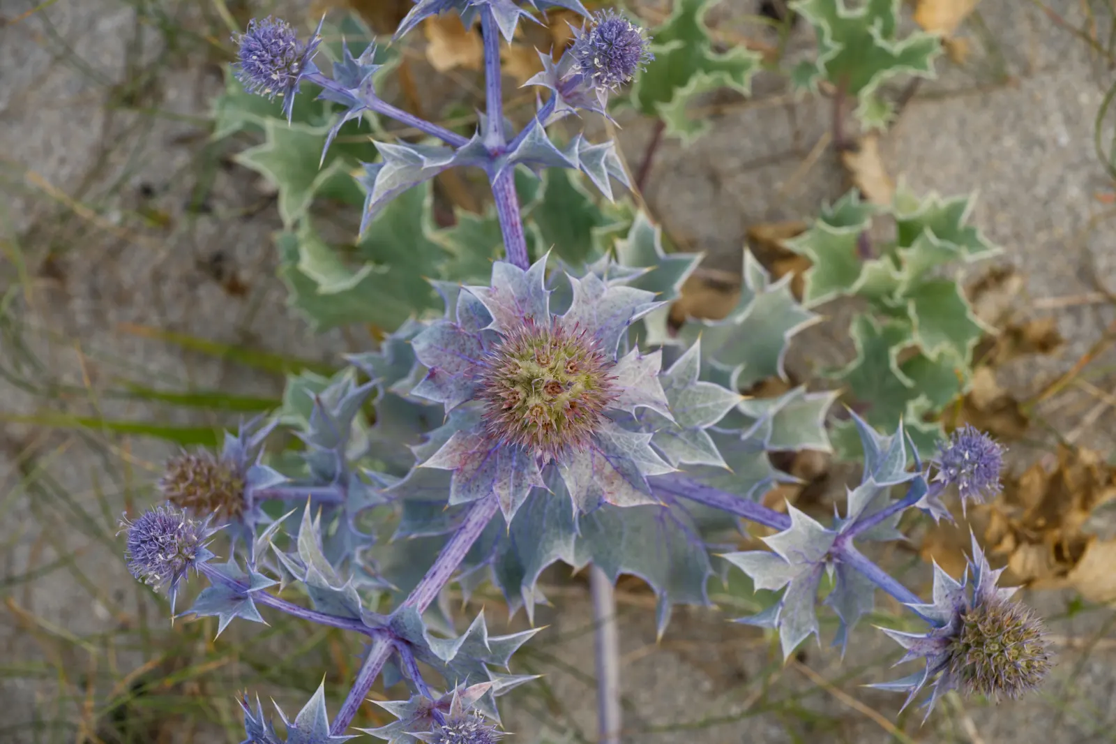 Sea Holly (Eryngium Maritimum) — scientifically known as Eryngium maritimum; silvery-green foliage forms a low rosette, image 56
