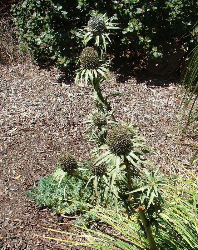 Sea Holly (Eryngium Maritimum) — it thrives in USDA hardiness zones 5 through 9; these distinctive flowers