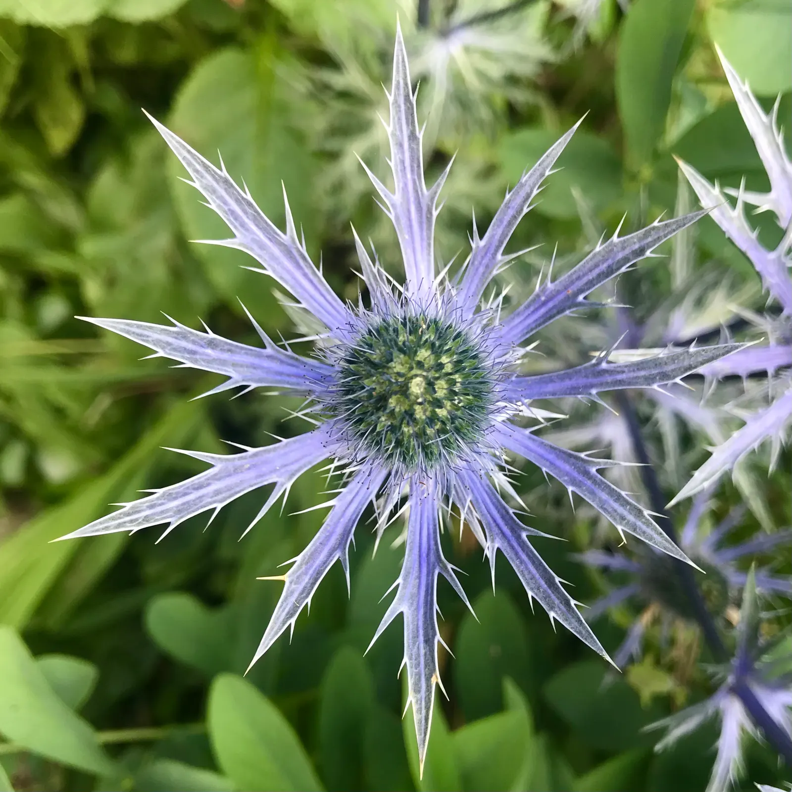 Sea Holly (Eryngium Maritimum) — scientifically known as Eryngium maritimum