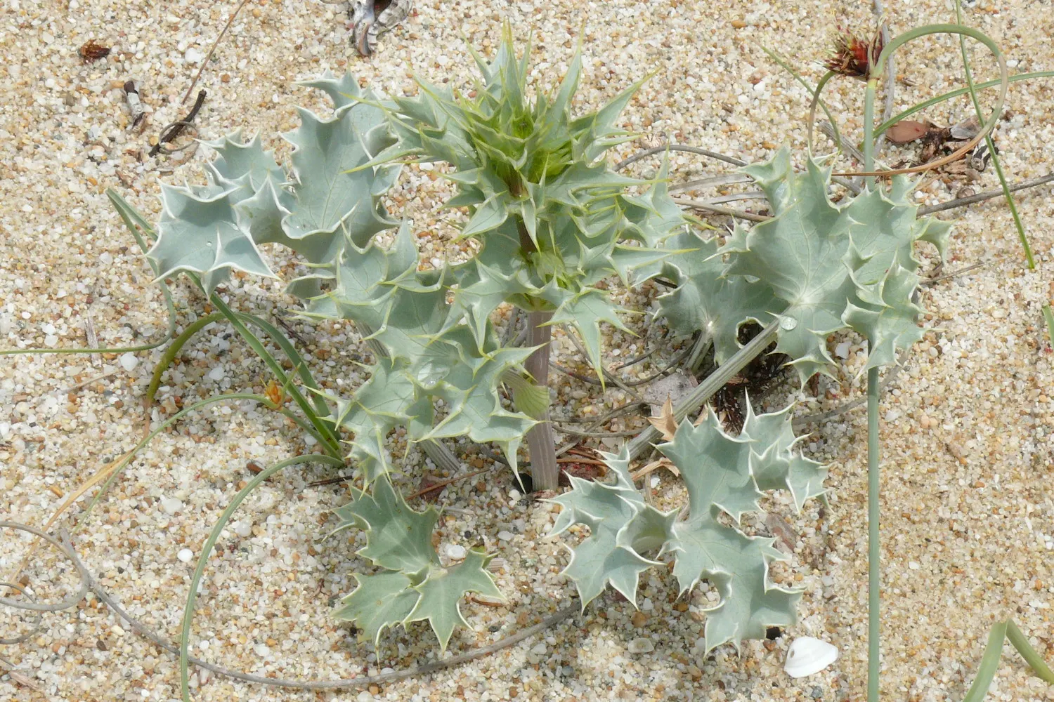 Sea Holly (Eryngium Maritimum) — topped with cone-shaped flower heads surrounded by a ruff of spiny bracts; a resilient coastal plant, image 66