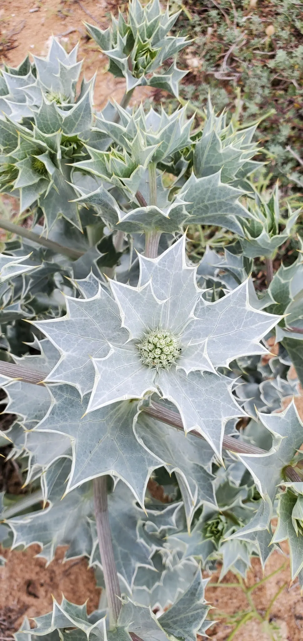 Sea Holly (Eryngium Maritimum) — peaking at approximately 1 to 2 inches in diameter