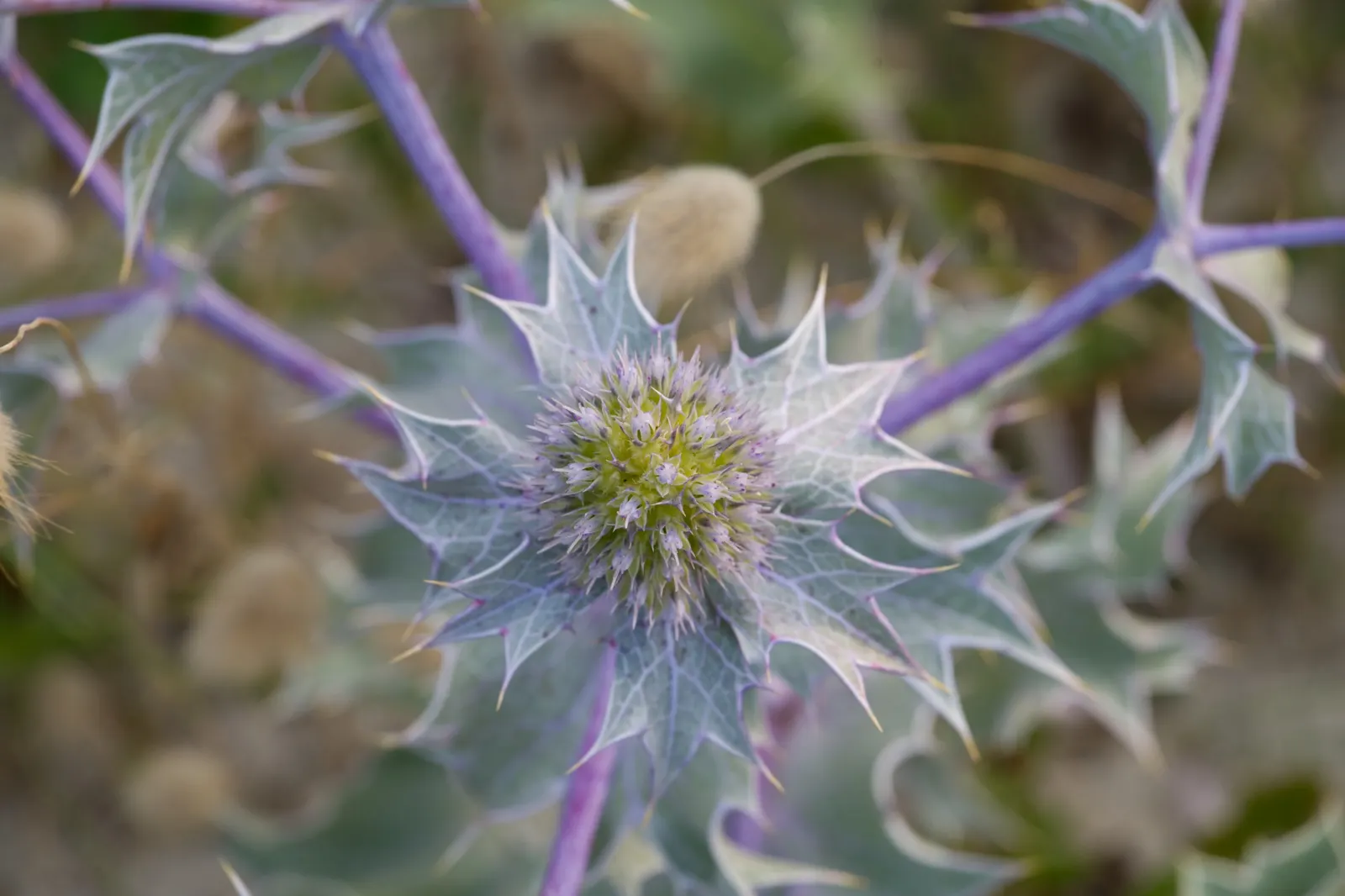 Sea Holly (Eryngium Maritimum) — branched stems rise in summer; it boasts silvery-blue, thistle-like blooms atop 2-3 feet stems, with a spread of, image 65