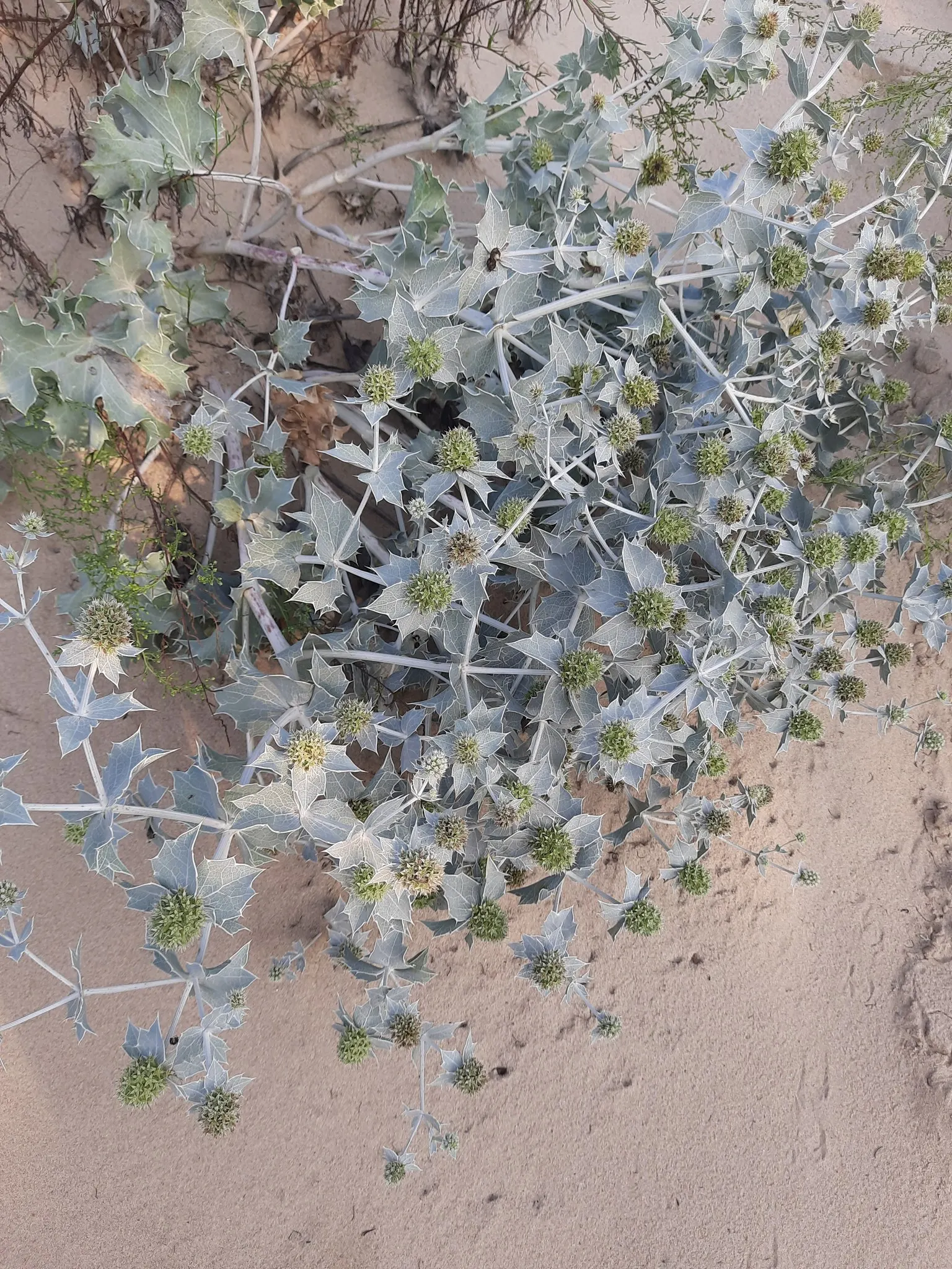 Sea Holly (Eryngium Maritimum) — Its unique texture and structure add visual interest from summer to early fall; perennial for full, image 104