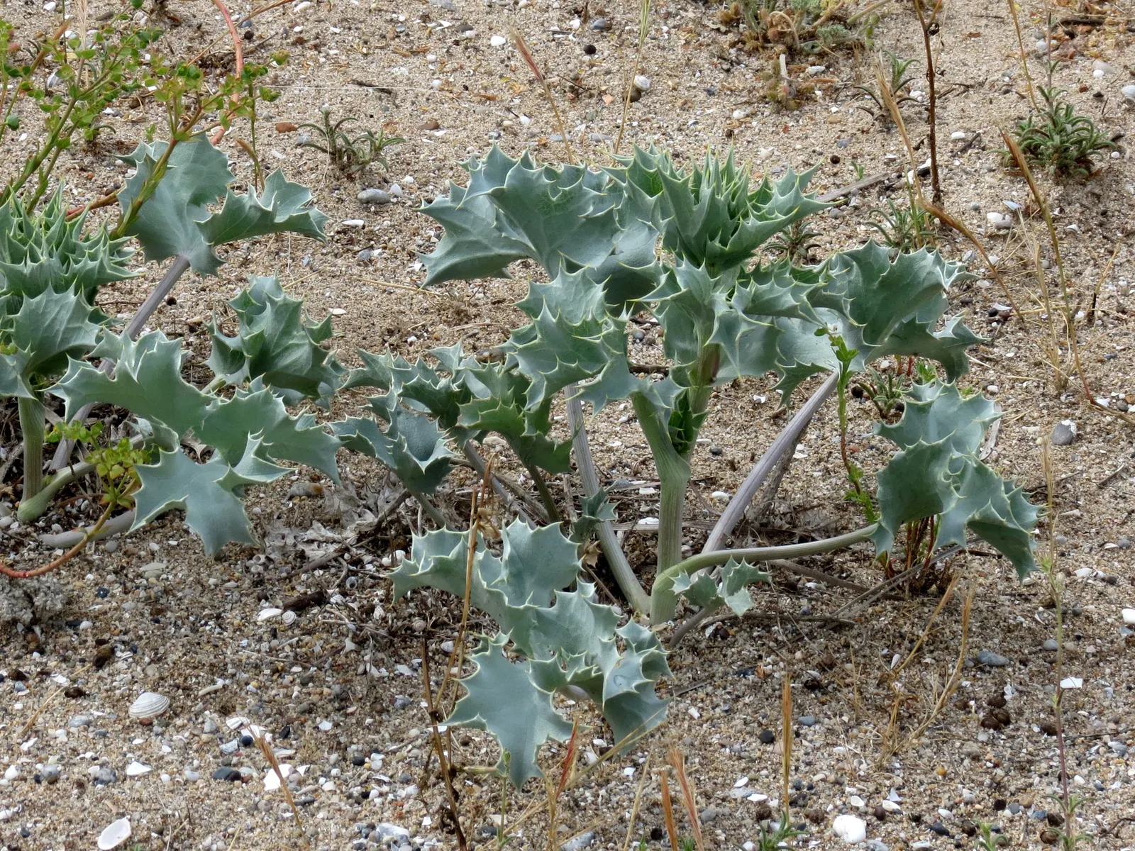 Sea Holly (Eryngium Maritimum) — This robust species typically reaches a height of 18 to 24 inches with a similar spread of 12 to 18 inches, image 112