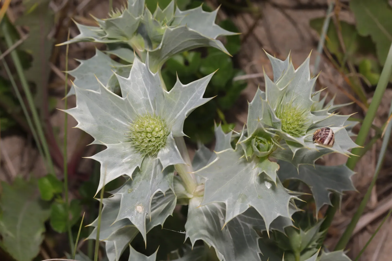 Sea Holly (Eryngium Maritimum) — silvery-green foliage forms a low rosette