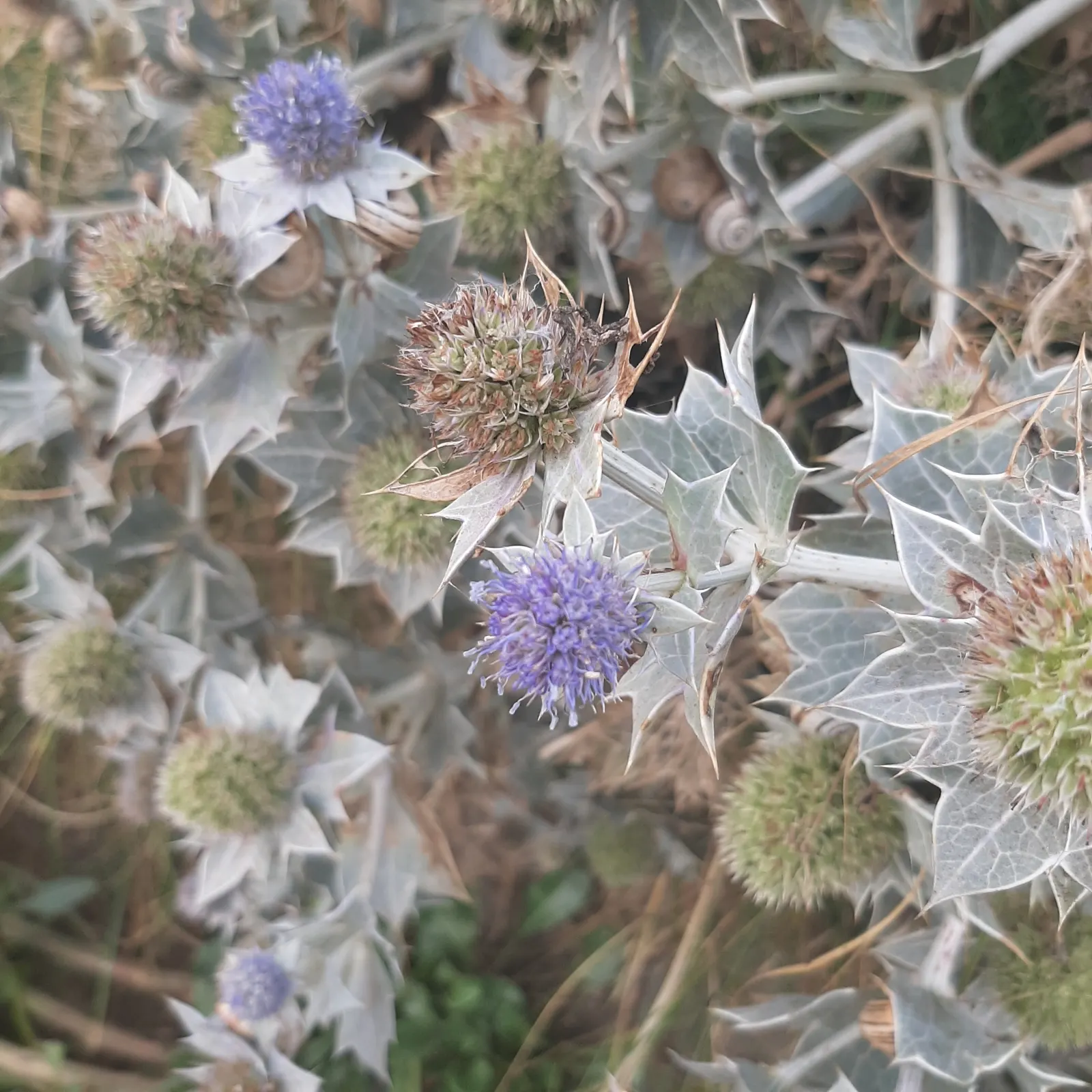 Sea Holly (Eryngium Maritimum) — branched stems rise in summer; it boasts silvery-blue, thistle-like blooms atop 2-3 feet stems, with a spread of, image 115