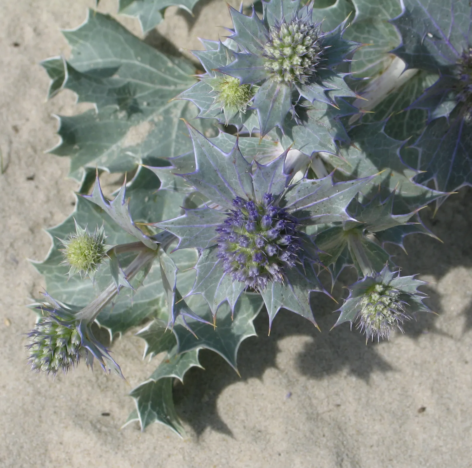 Sea Holly (Eryngium Maritimum) — It boasts silvery-blue, thistle-like blooms atop 2-3 feet stems, with a spread of up to 18 inches; tolerating, image 102