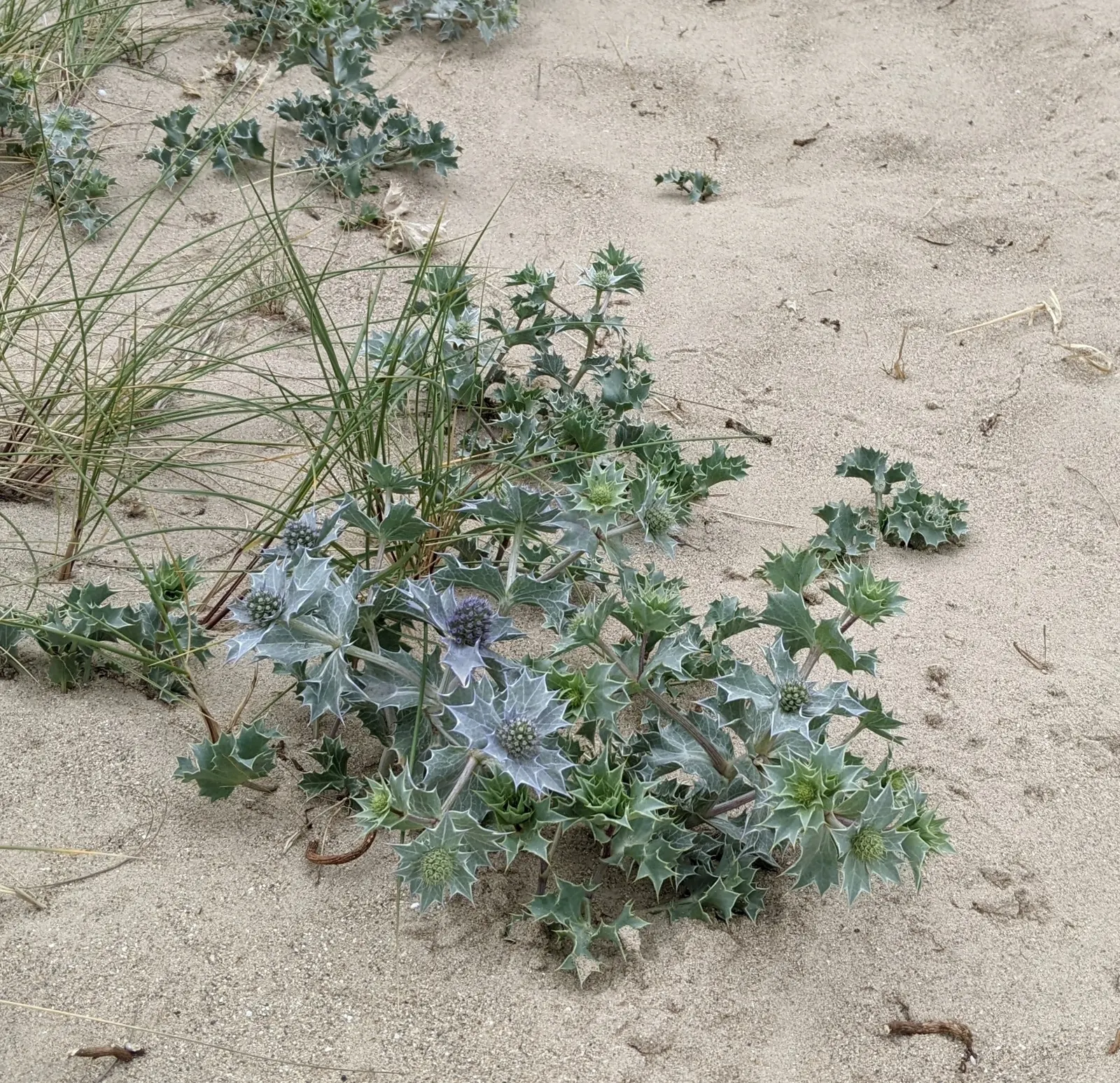 Sea Holly (Eryngium Maritimum) — With its bold form and captivating color