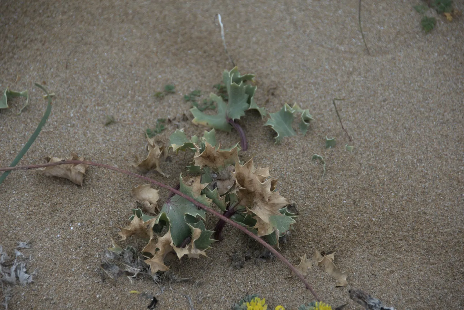 Sea Holly (Eryngium Maritimum) — A resilient coastal plant; it thrives in USDA hardiness zones 5 through 9, image 59