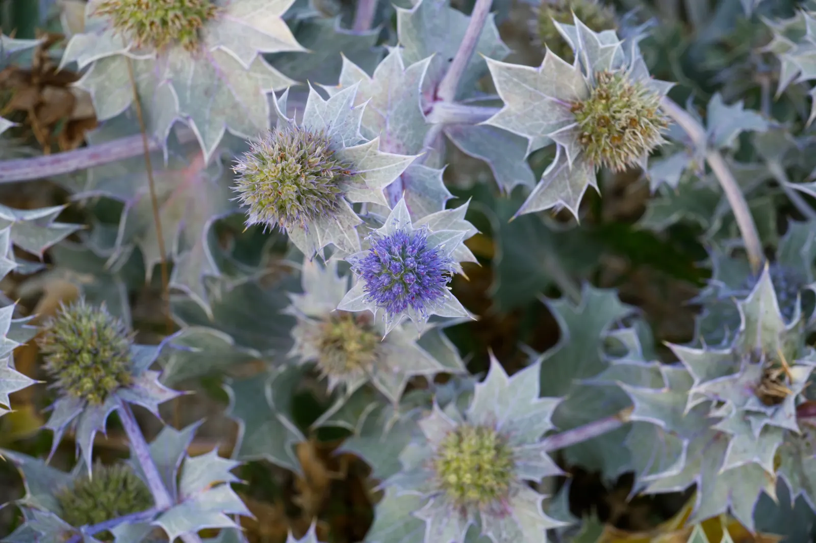 Sea Holly (Eryngium Maritimum) — scientifically known as Eryngium maritimum; silvery-green foliage forms a low rosette, image 106