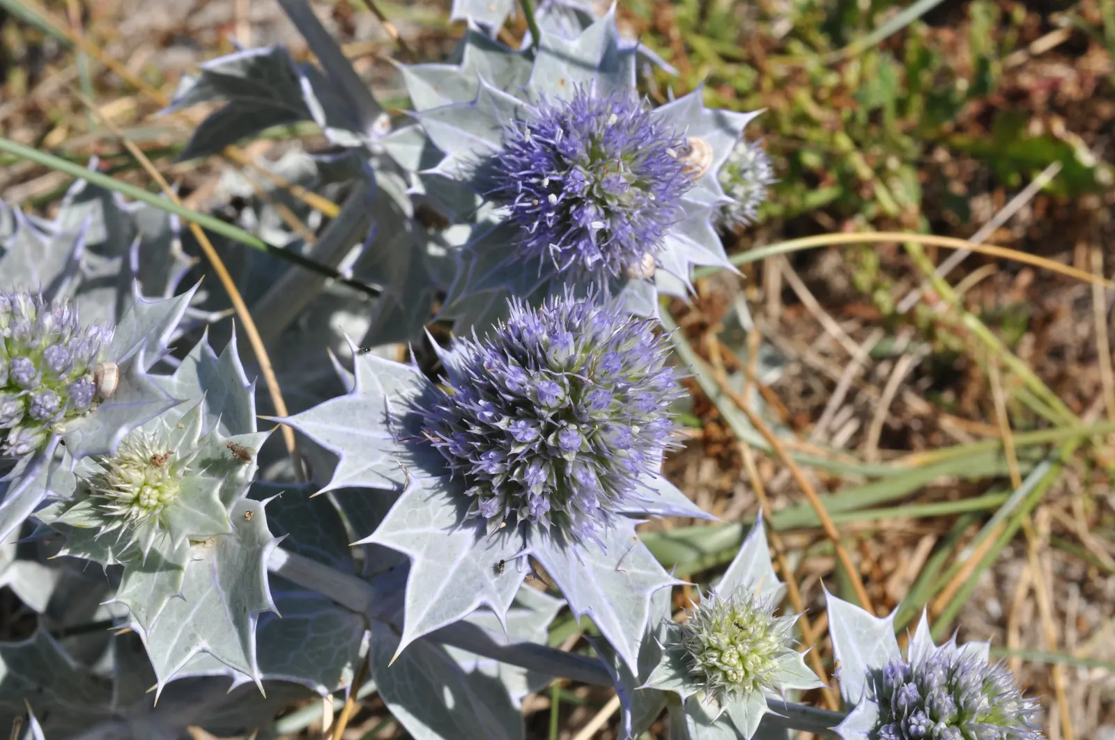 Sea Holly (Eryngium Maritimum) — which add a unique texture and a touch of steel blue to the landscape