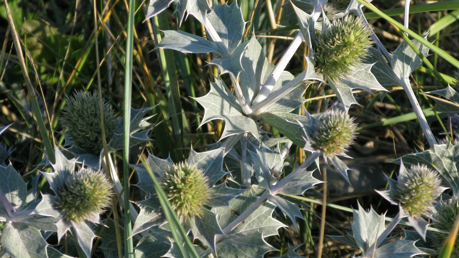 Sea Holly (Eryngium Maritimum) — with a tolerant attitude toward drought once established