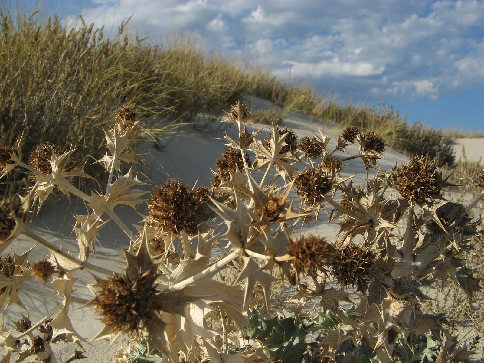 Sea Holly (Eryngium Maritimum) — This tough plant thrives in full sun, in well-drained soil, and tolerates drought and poor soils; peaking at, image 103