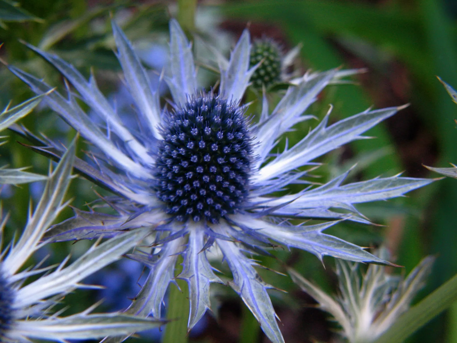 Sea Holly (Eryngium Maritimum) — Sea Holly, or Eryngium maritimum, is a striking perennial suitable for coastal themes; its unique texture and structure add