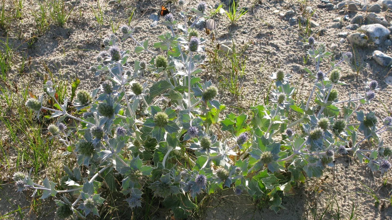 Sea Holly (Eryngium Maritimum) — branched stems rise in summer; it boasts silvery-blue, thistle-like blooms atop 2-3 feet stems, with a spread of up to 18
