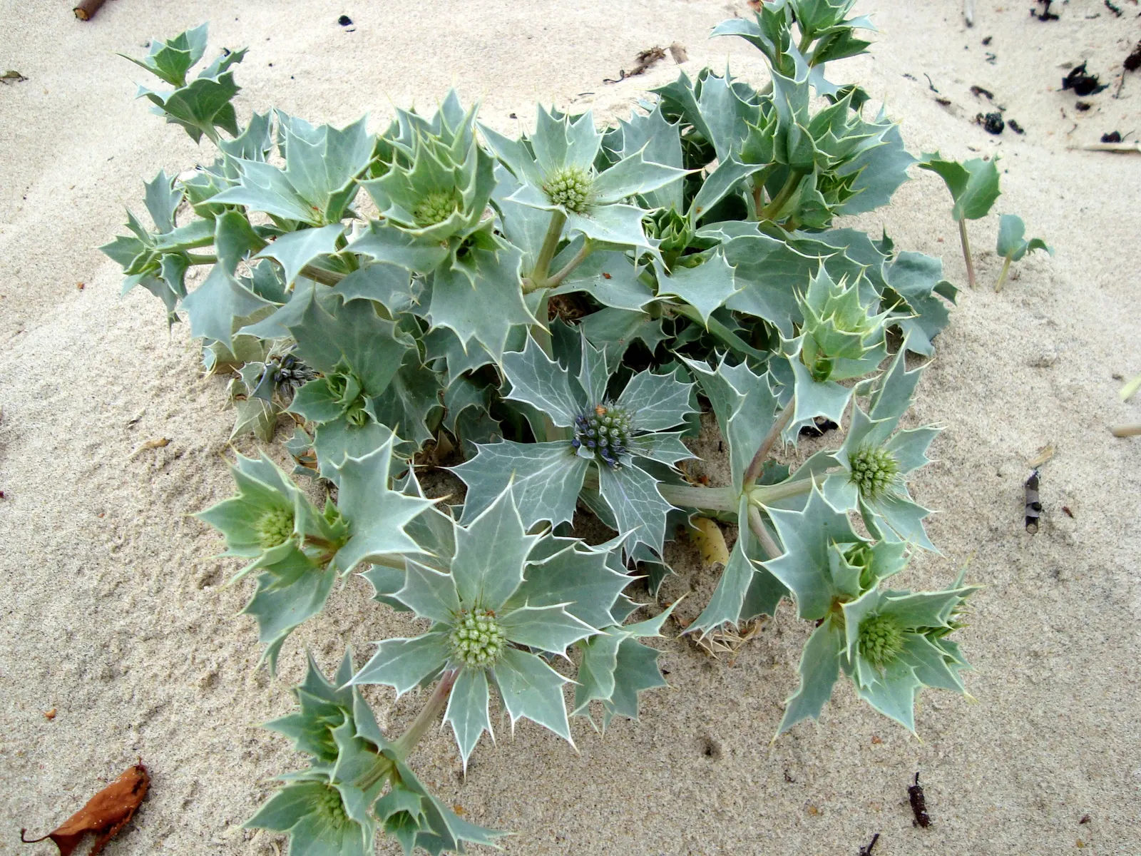 Sea Holly (Eryngium Maritimum) — tolerating harsh seaside conditions and poor; perennial with blue blooms, image 86