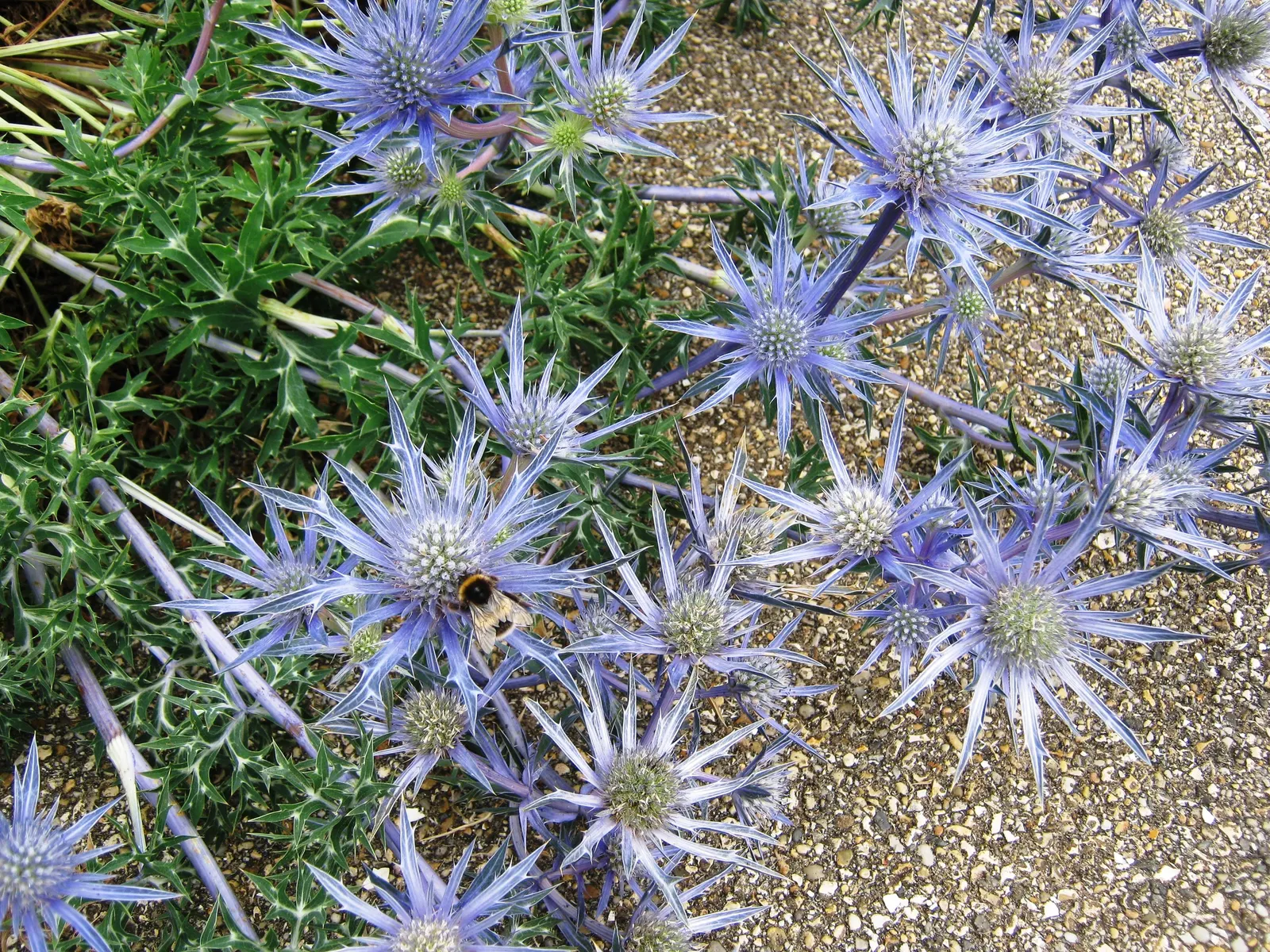Sea Holly (Eryngium Maritimum) — Minimal maintenance is required, though it may benefit from protection in areas with extremely cold winters