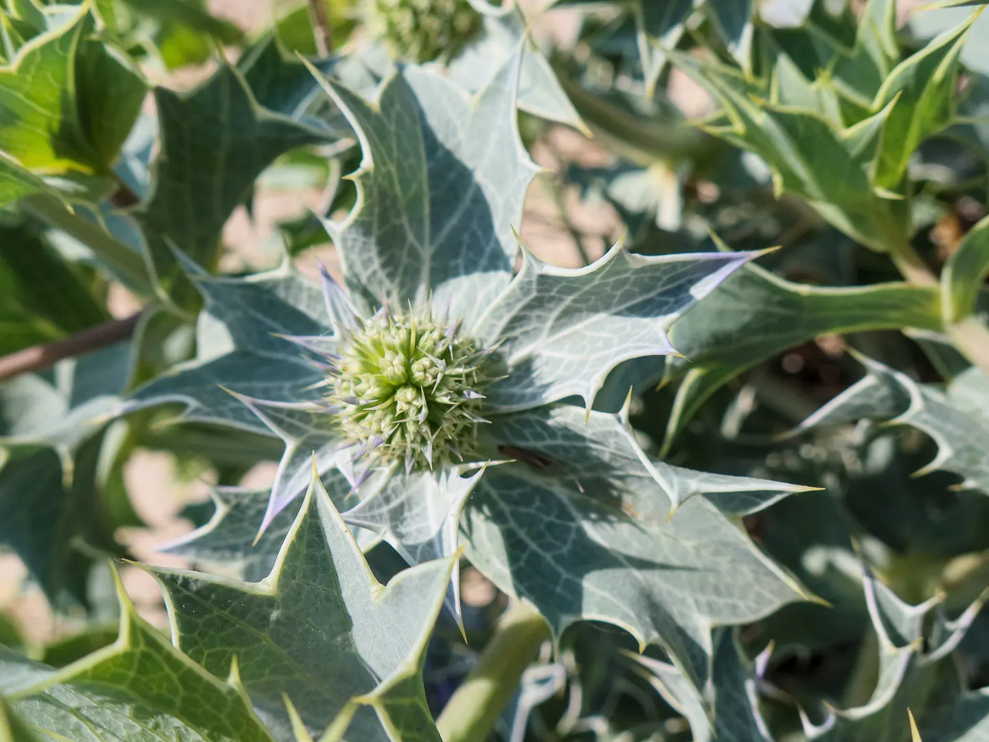 Sea Holly (Eryngium Maritimum) — It boasts silvery-blue, thistle-like blooms atop 2-3 feet stems, with a spread of up to 18 inches; tolerating harsh seaside