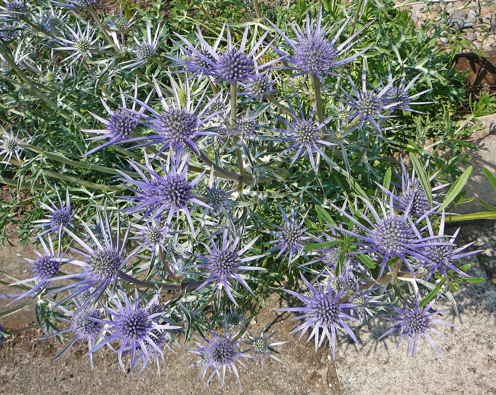 Sea Holly (Eryngium Maritimum) — making it an excellent choice for filling mid-level layers in a garden design.<br><br>The deeply lobed, image 113