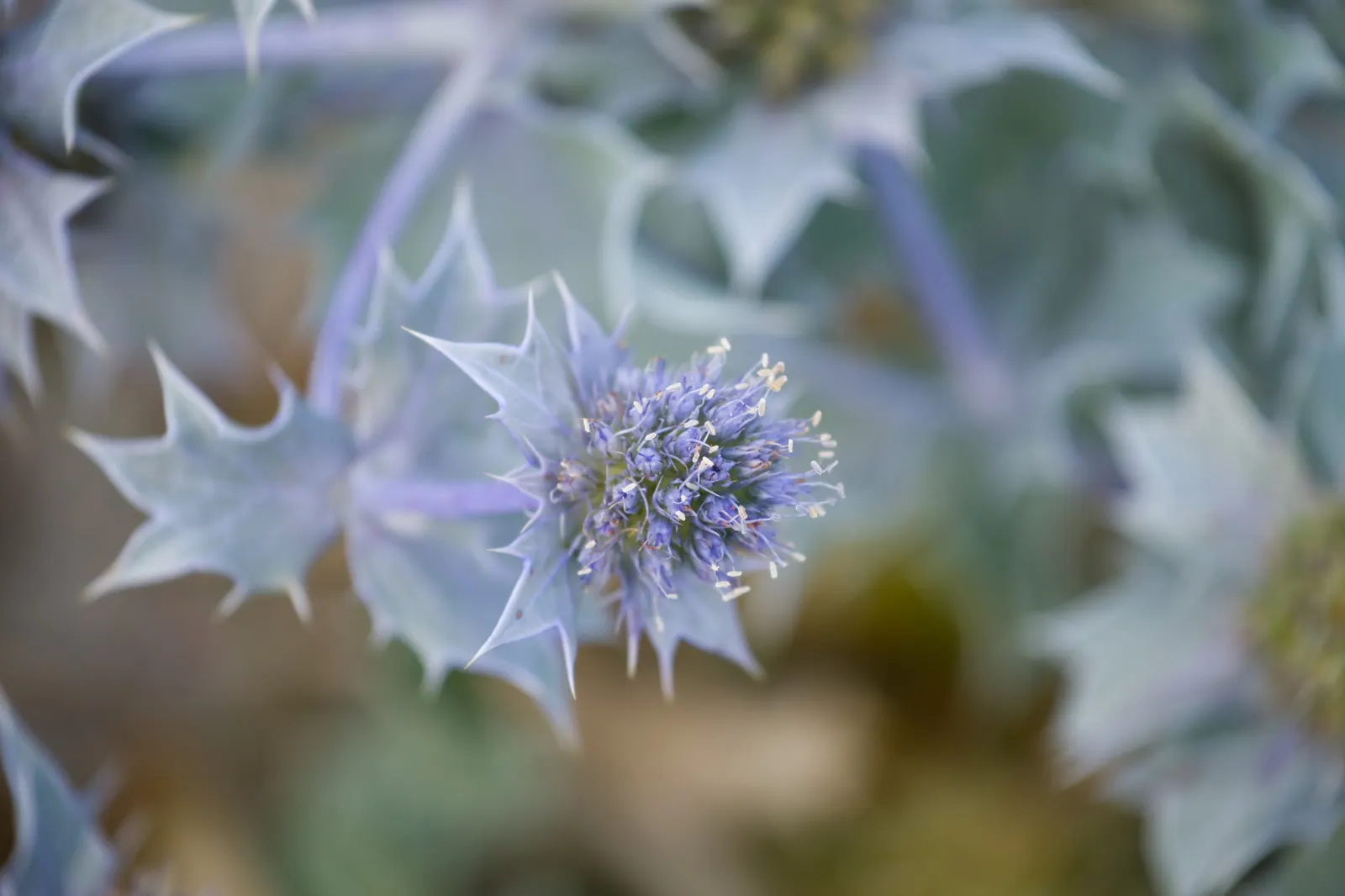 Sea Holly (Eryngium Maritimum) — tolerating harsh seaside conditions and poor