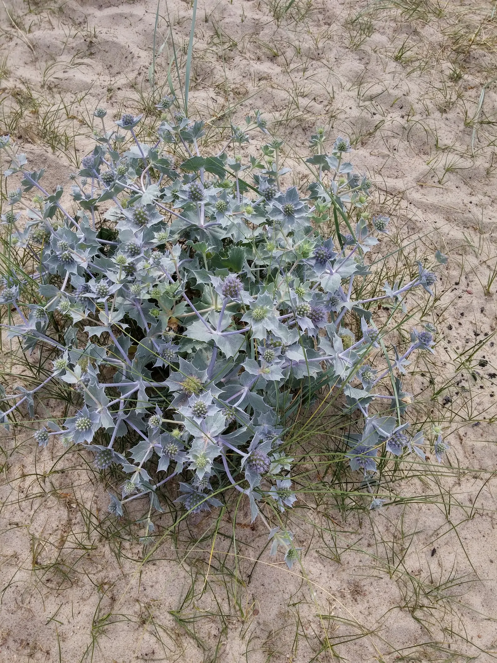 Sea Holly (Eryngium Maritimum) — Sea Holly, or Eryngium maritimum, is a striking perennial suitable for coastal themes; its unique texture and, image 76