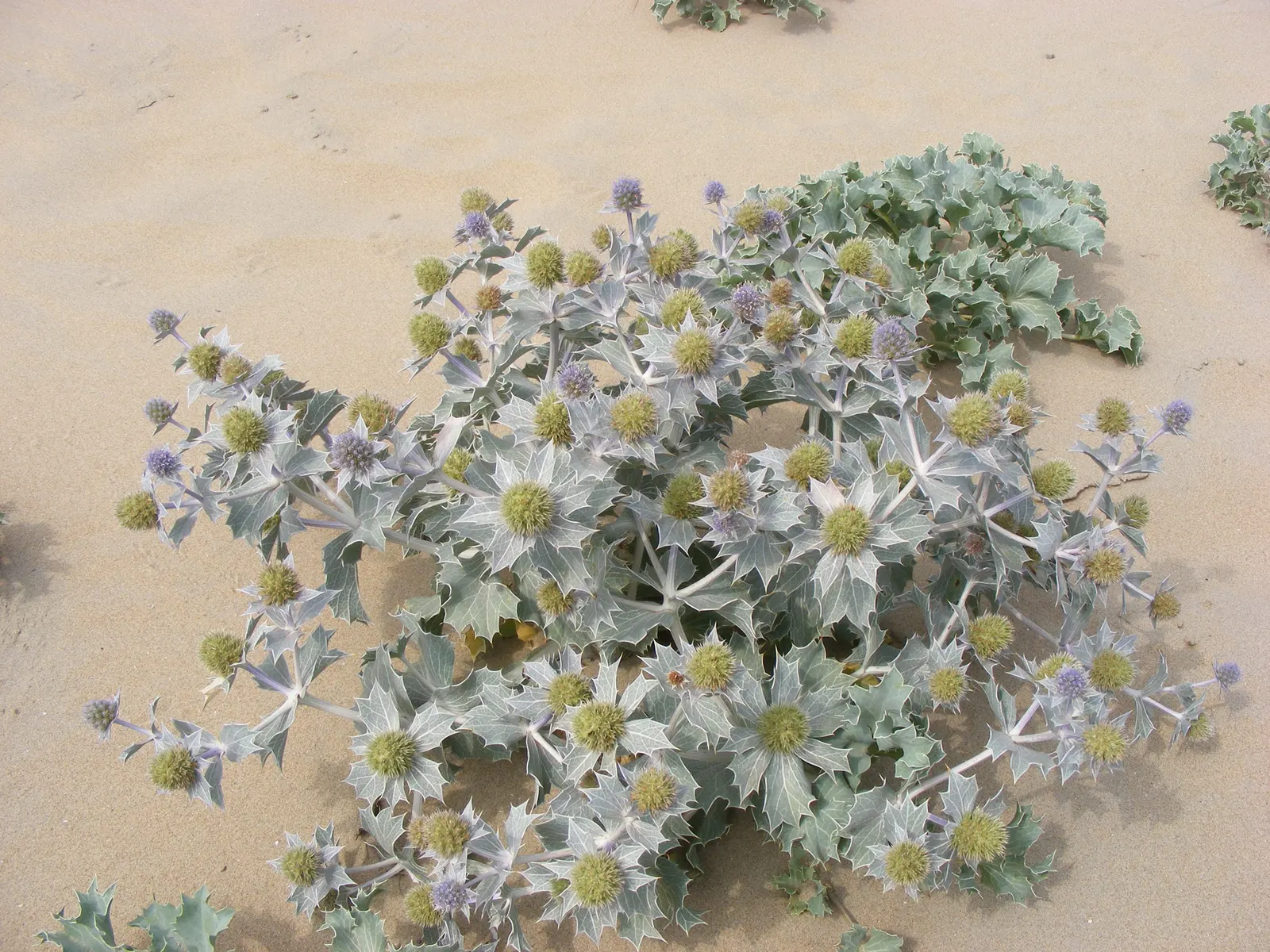 Sea Holly (Eryngium Maritimum) — Minimal maintenance is required, though it may benefit from protection in areas with extremely cold winters; are a, image 71