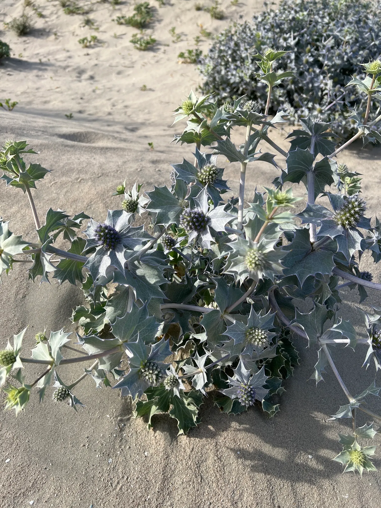 Sea Holly (Eryngium Maritimum) — are a magnet for pollinators like bees and butterflies; attracting pollinators while deterring deer, image 69