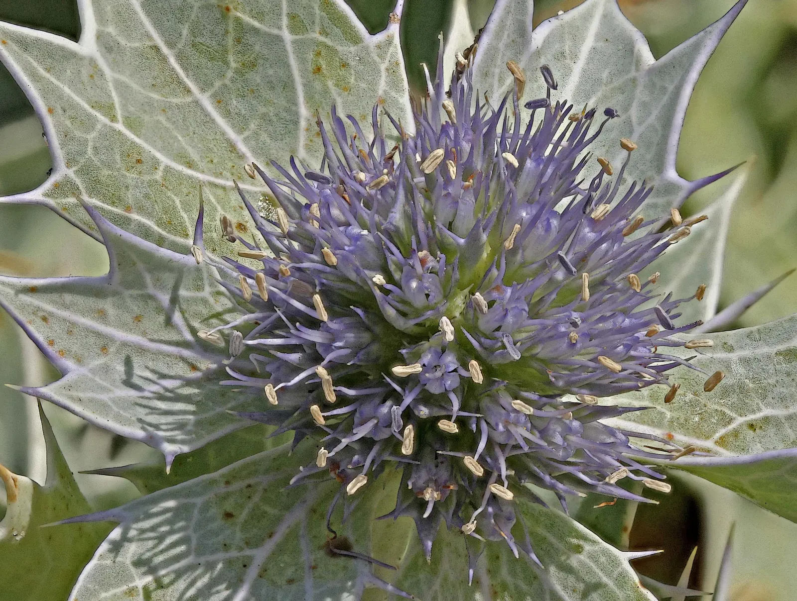 Sea Holly (Eryngium Maritimum) — scientifically known as Eryngium maritimum; silvery-green foliage forms a low rosette, image 81