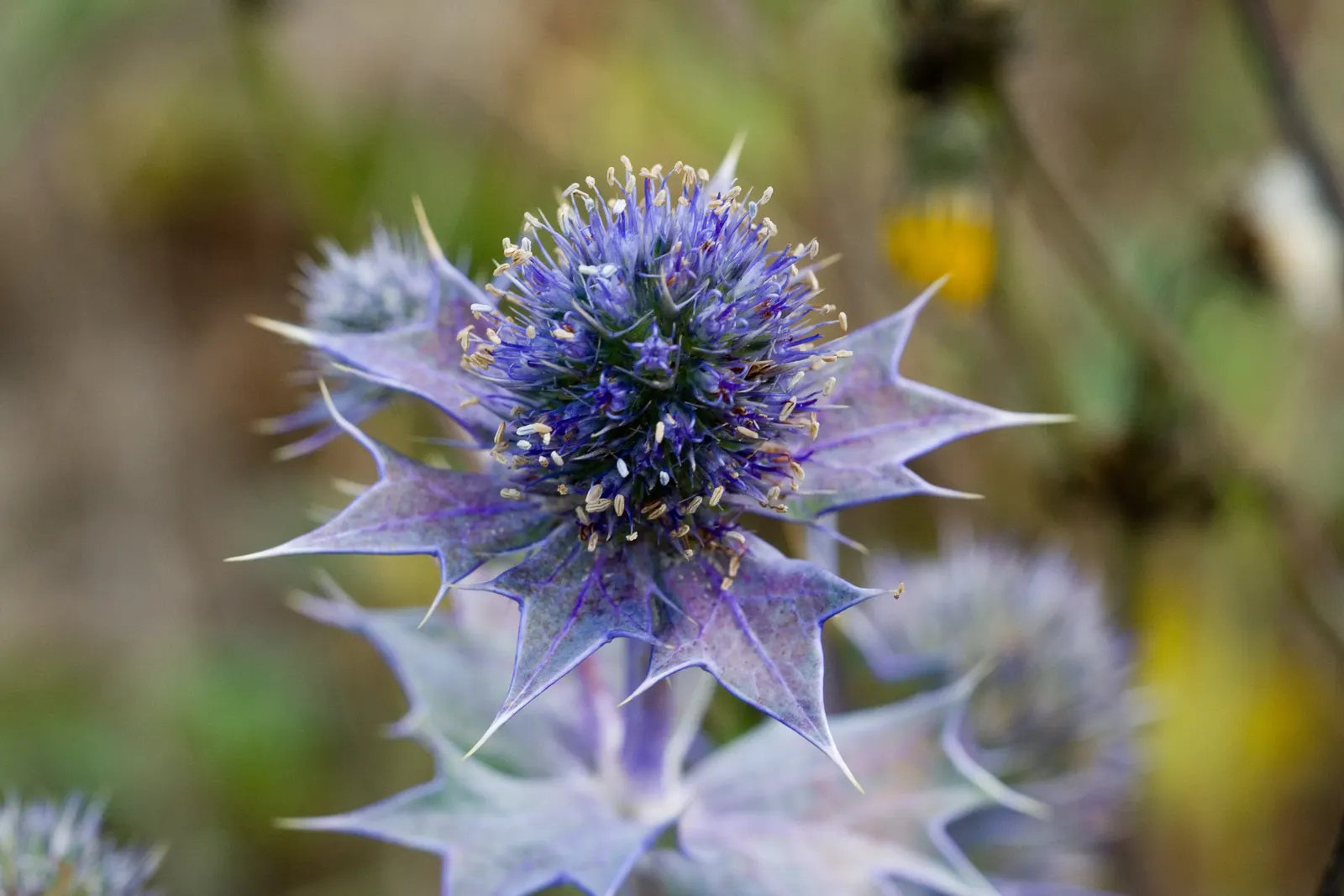 Sea Holly (Eryngium Maritimum) — it thrives in USDA hardiness zones 5 through 9; these distinctive flowers, image 60