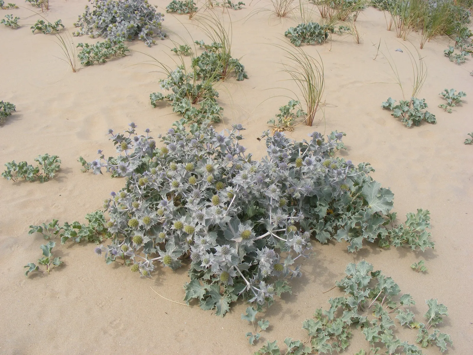 Sea Holly (Eryngium Maritimum) — are a magnet for pollinators like bees and butterflies; attracting pollinators while deterring deer, image 94