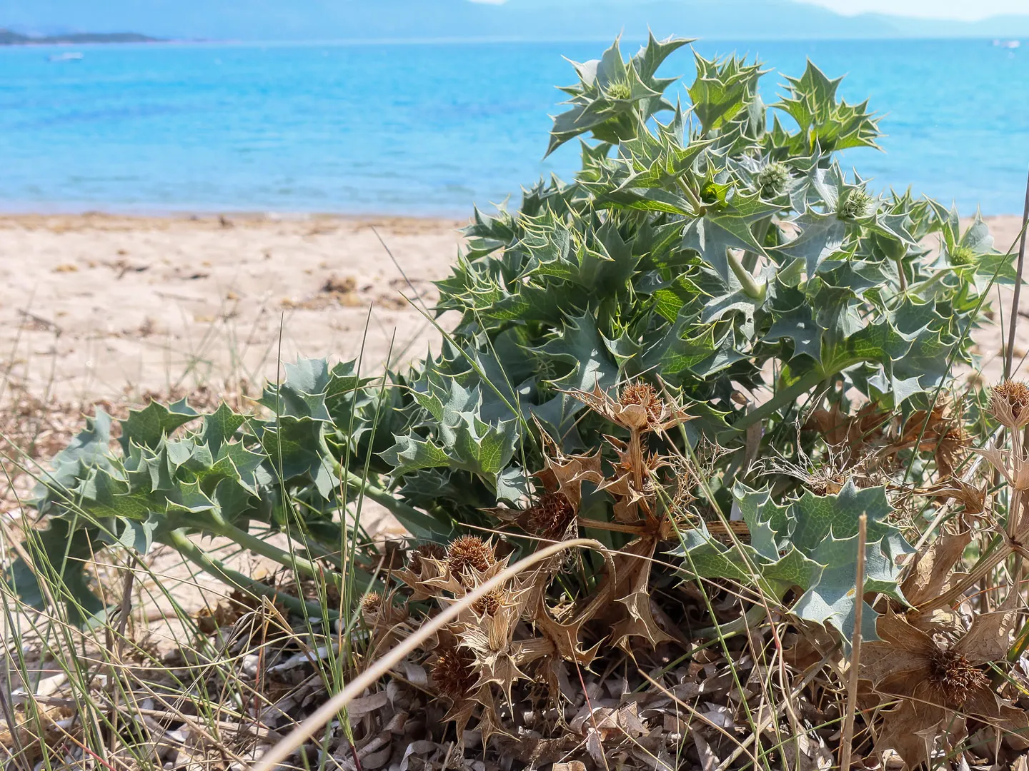 Sea Holly (Eryngium Maritimum) — topped with cone-shaped flower heads surrounded by a ruff of spiny bracts; a resilient coastal plant, image 91