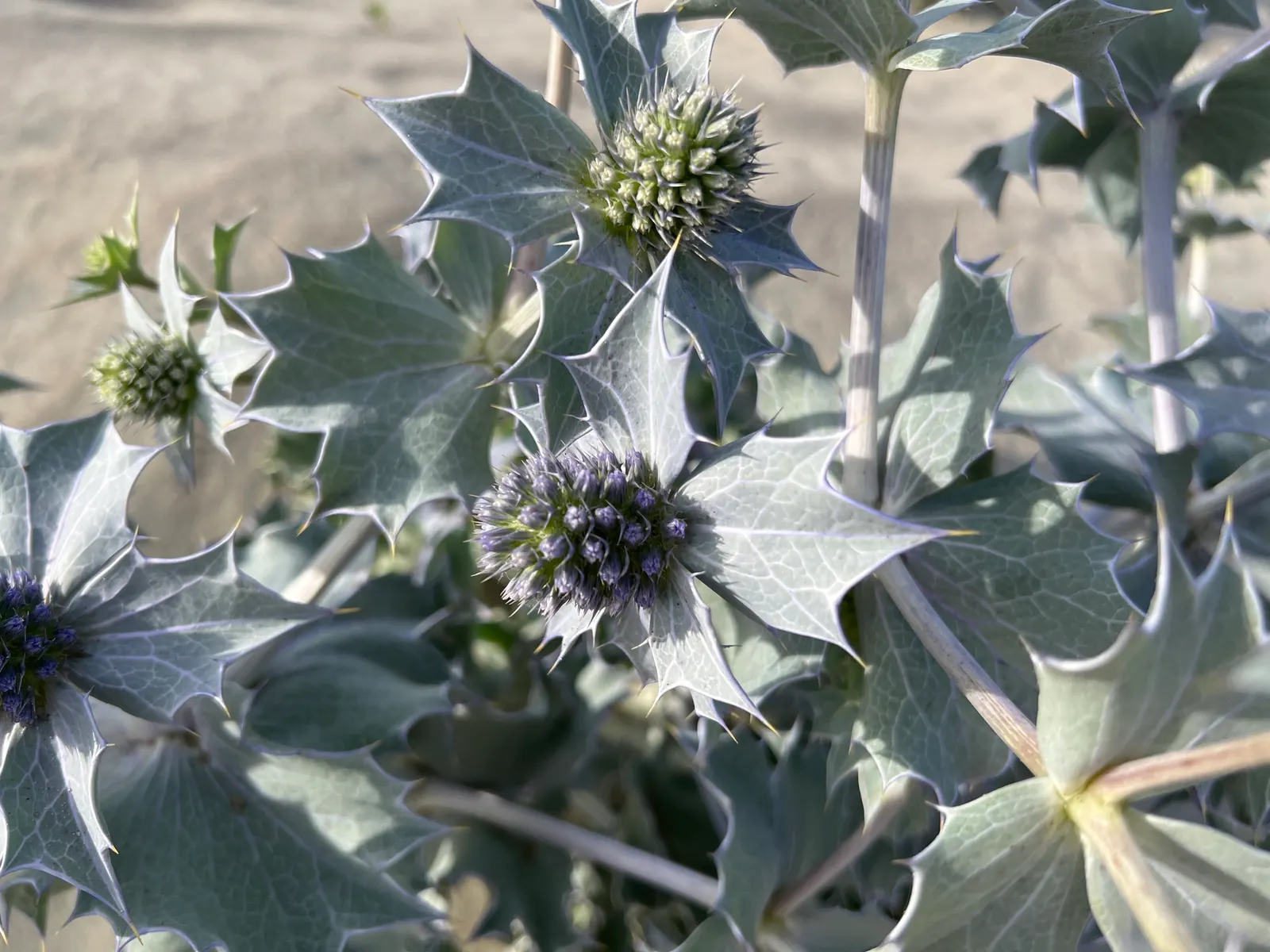 Sea Holly (Eryngium Maritimum) — This robust species typically reaches a height of 18 to 24 inches with a similar spread of 12 to 18 inches, image 87