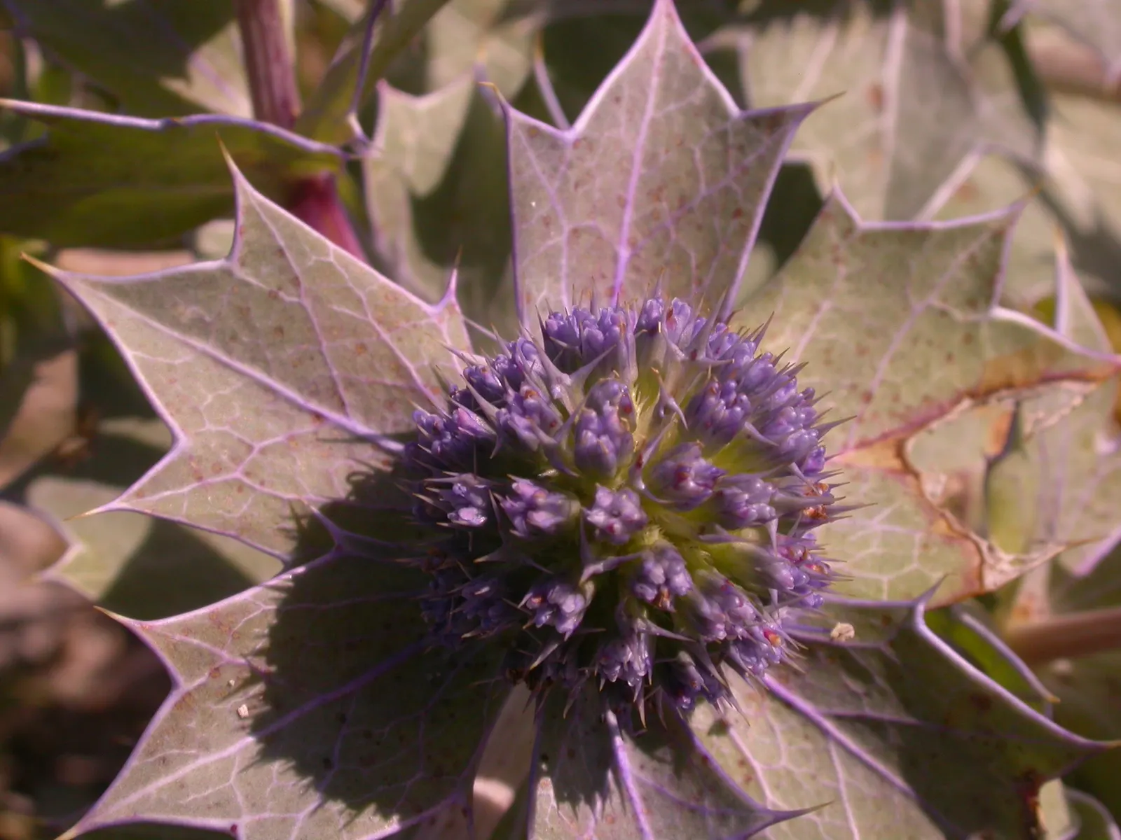 Sea Holly (Eryngium Maritimum) — perennial for full; with its bold form and captivating color, image 75