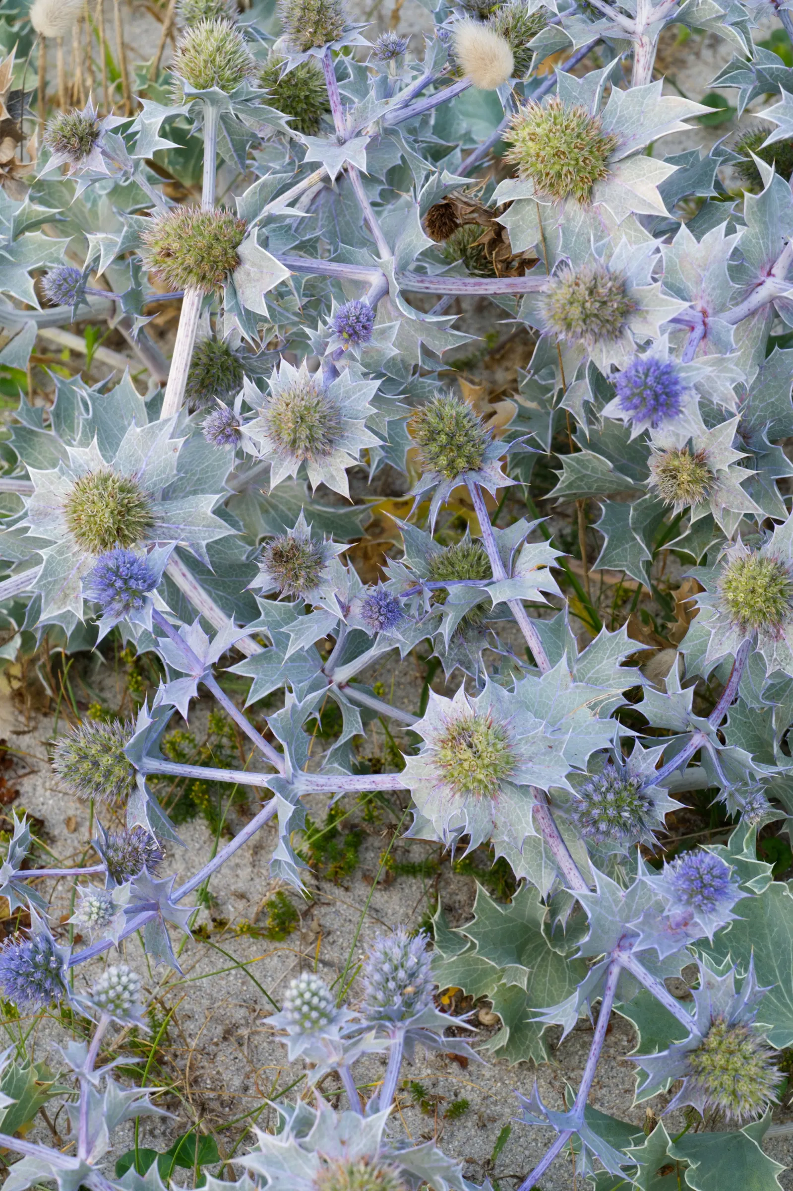Sea Holly (Eryngium Maritimum) — peaking at approximately 1 to 2 inches in diameter; blue flowers in the garden, image 68