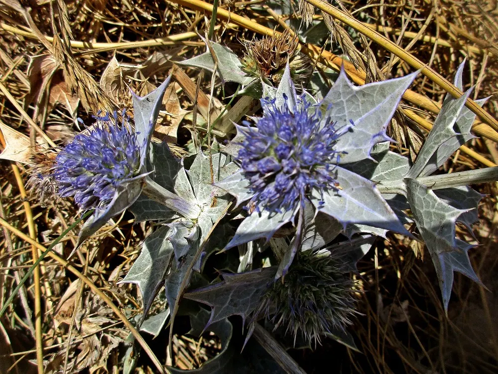 Sea Holly (Eryngium Maritimum) — blue flowers in the garden; which add a unique texture and a touch of steel blue to the landscape, image 73
