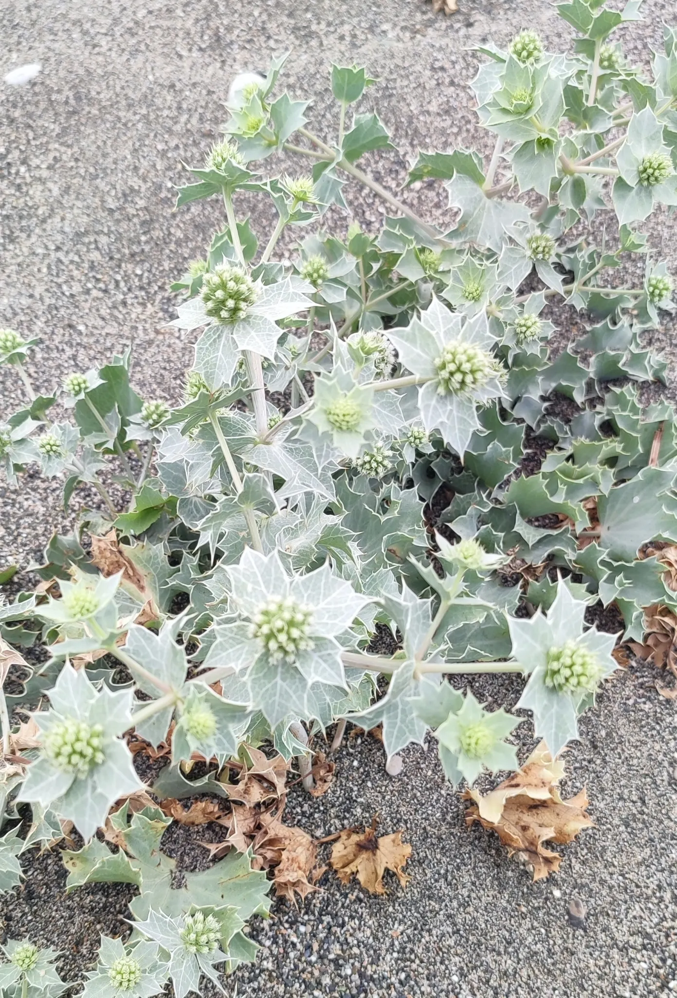Sea Holly (Eryngium Maritimum) — is a striking perennial valued for its thistle-like blooms