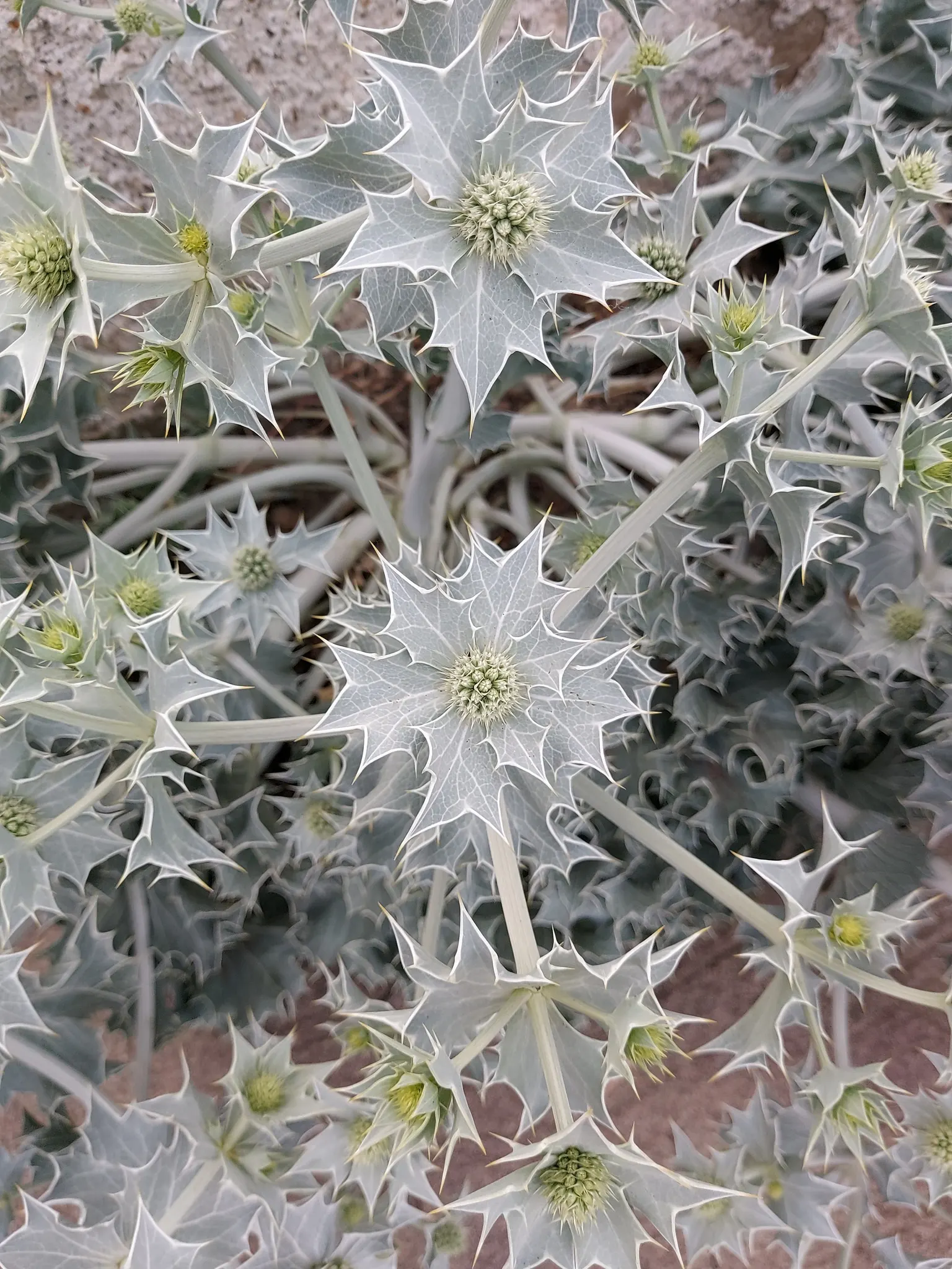 Sea Holly (Eryngium Maritimum) — Sea Holly, or Eryngium maritimum, is a striking perennial suitable for coastal themes; its unique texture and, image 51