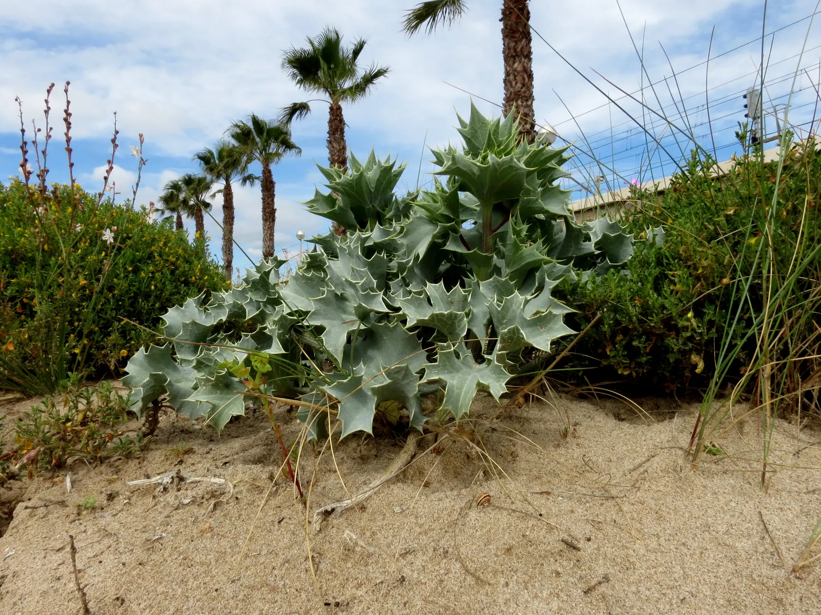 Sea Holly (Eryngium Maritimum) — attracting pollinators while deterring deer; is a striking perennial valued for its thistle-like blooms, image 105