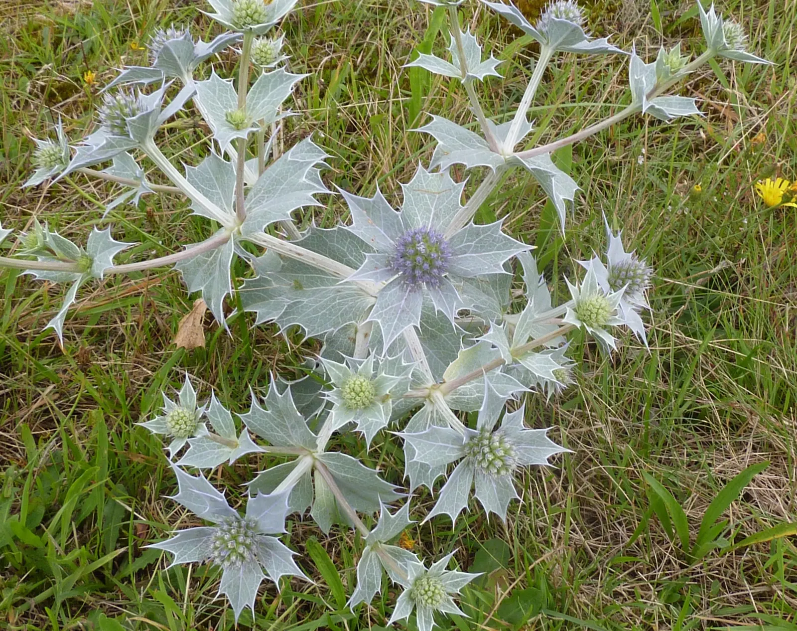 Sea Holly (Eryngium Maritimum) — silvery-green foliage forms a low rosette; with a tolerant attitude toward drought once established