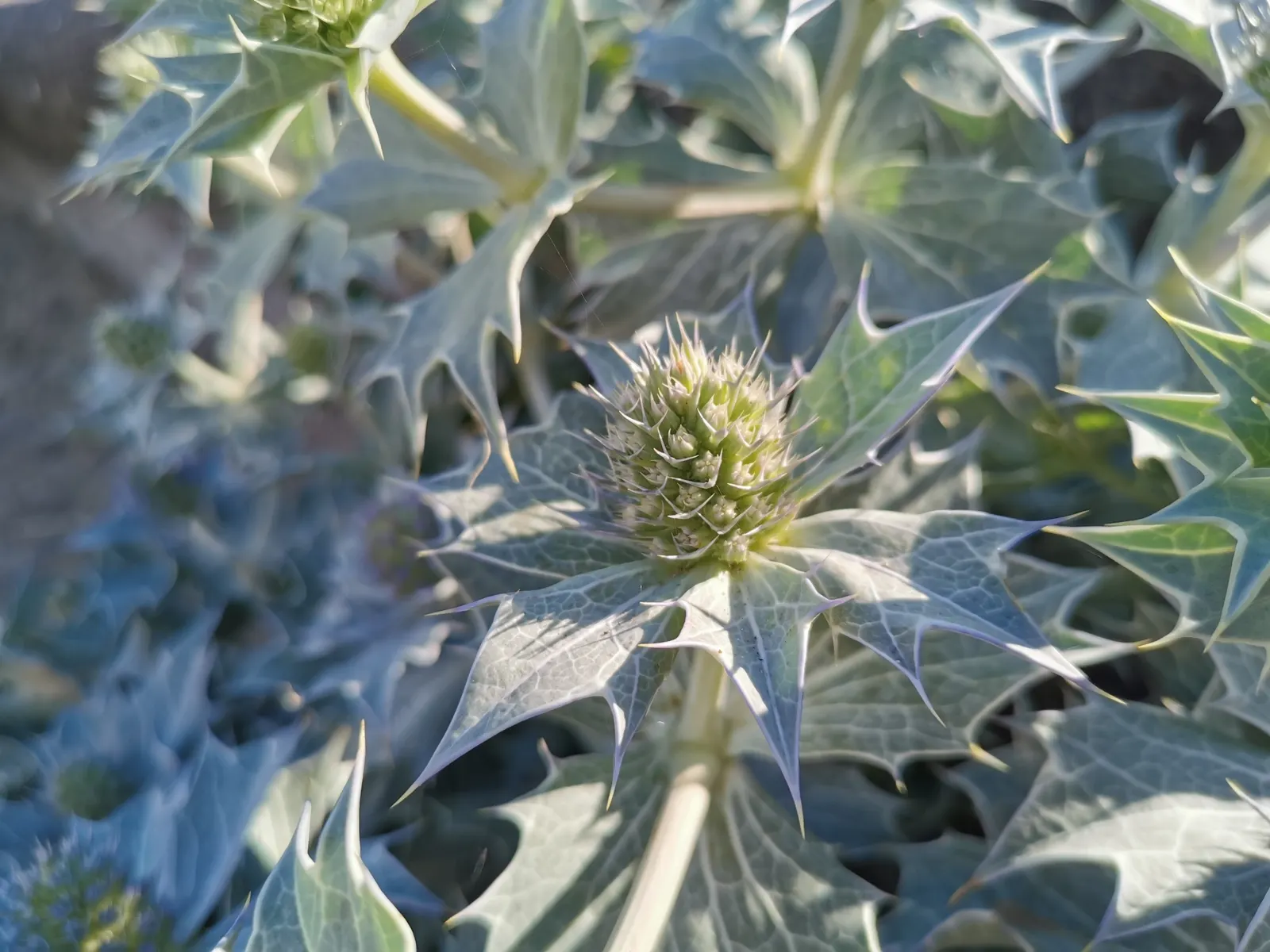 Sea Holly (Eryngium Maritimum) — is a striking perennial valued for its thistle-like blooms; minimal maintenance is required, though it may benefit, image 82