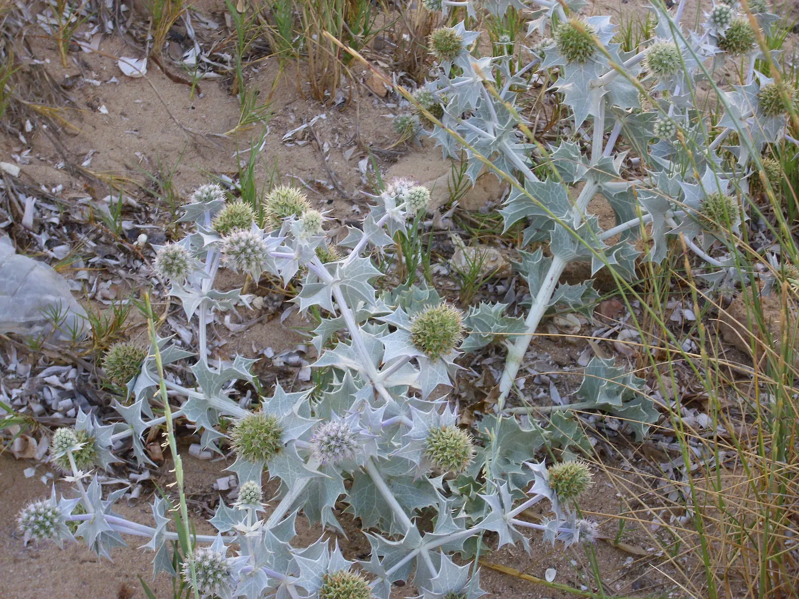 Sea Holly (Eryngium Maritimum) — These distinctive flowers; topped with cone-shaped flower heads surrounded by a ruff of spiny bracts, image 117