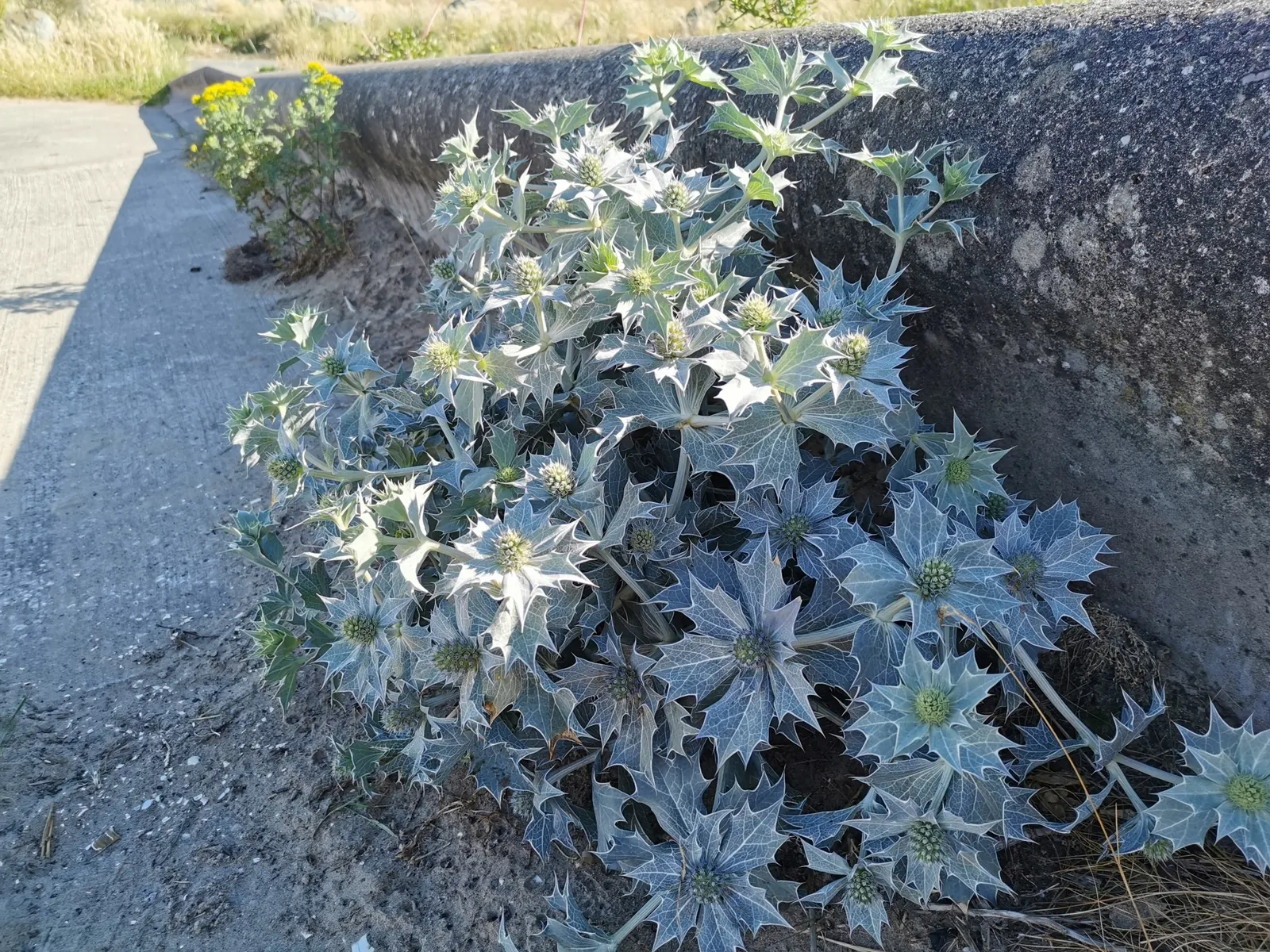 Sea Holly (Eryngium Maritimum) — This robust species typically reaches a height of 18 to 24 inches with a similar spread of 12 to 18 inches, image 62