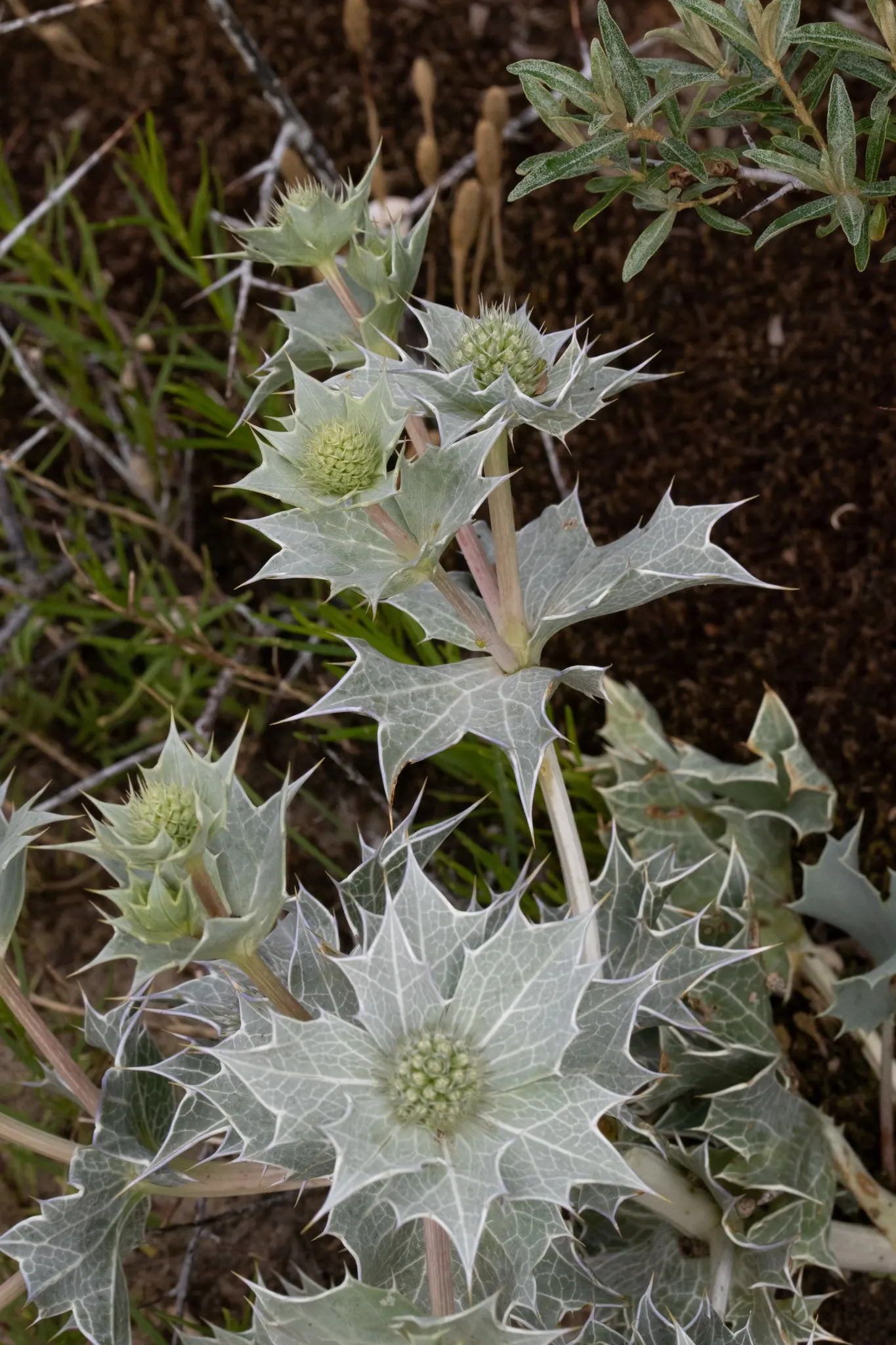 Sea Holly (Eryngium Maritimum) — A resilient coastal plant; it thrives in USDA hardiness zones 5 through 9