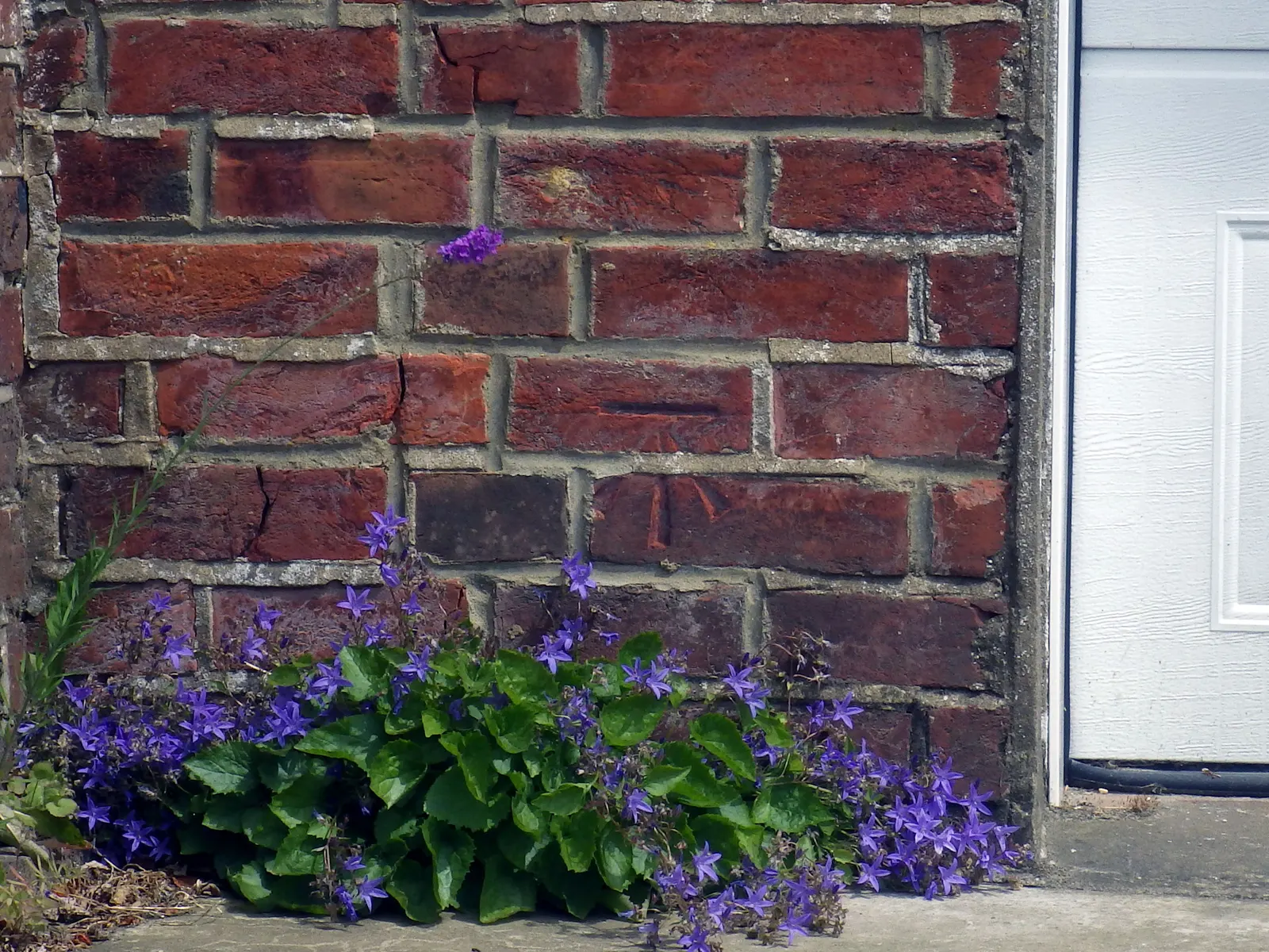Sea Holly (Eryngium Maritimum) — is a striking perennial valued for its thistle-like blooms; minimal maintenance is required, though it may benefit from