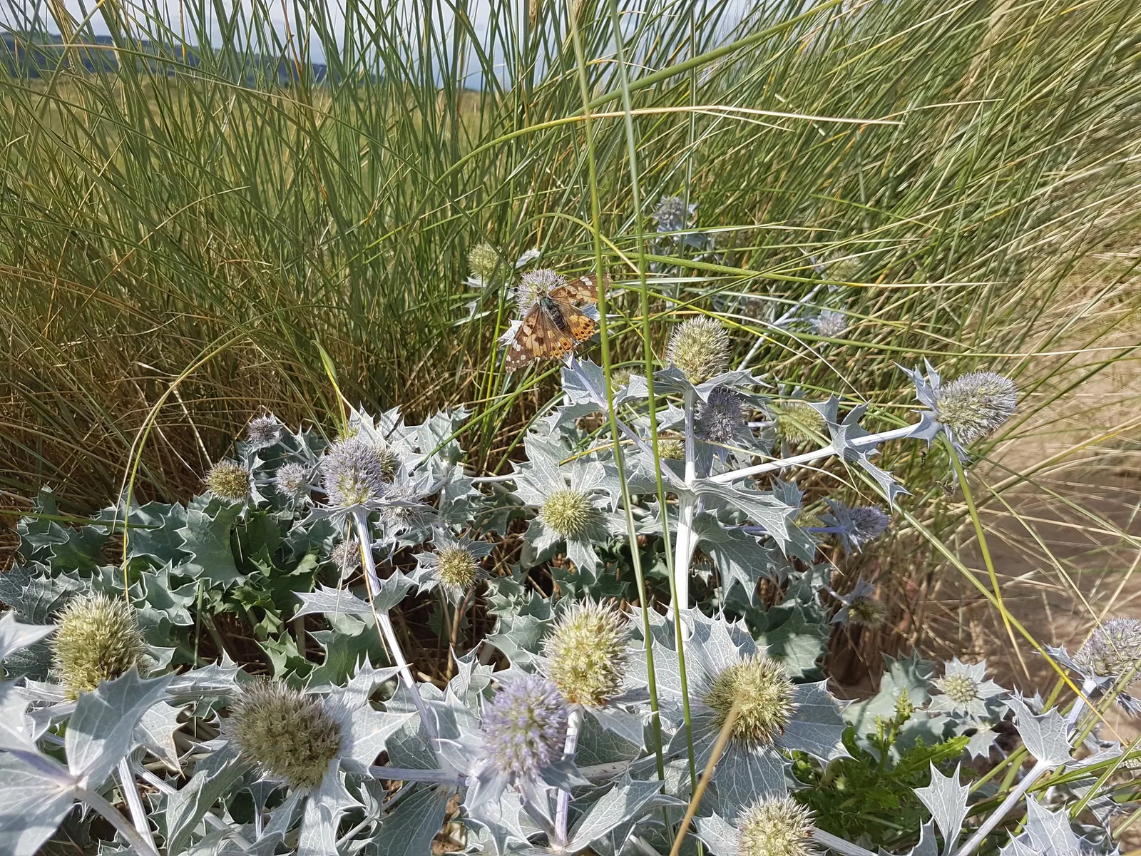 Sea Holly (Eryngium Maritimum) — are a magnet for pollinators like bees and butterflies; attracting pollinators while deterring deer