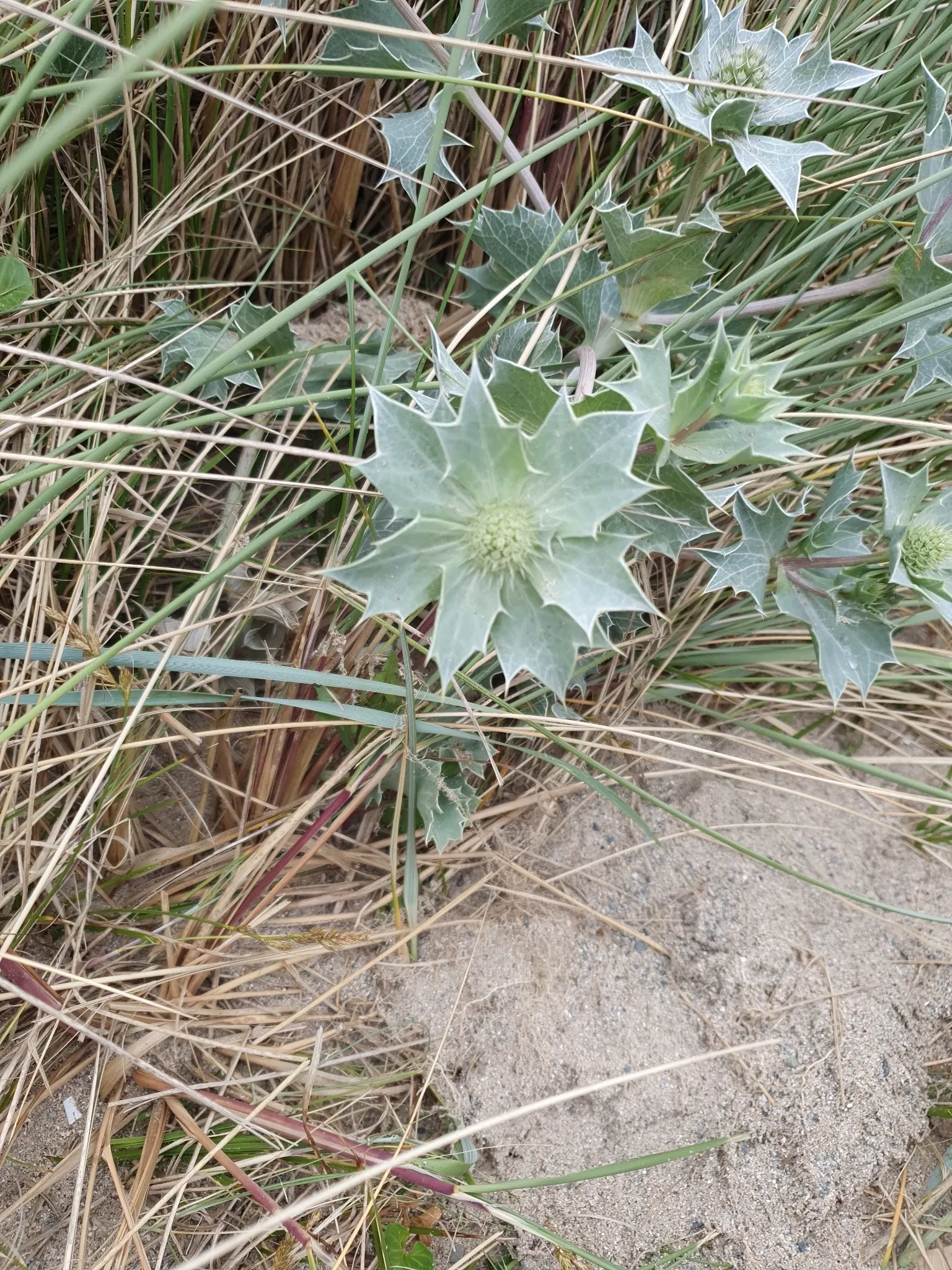 Sea Holly (Eryngium Maritimum) — Sea Holly, or Eryngium maritimum, is a striking perennial suitable for coastal themes