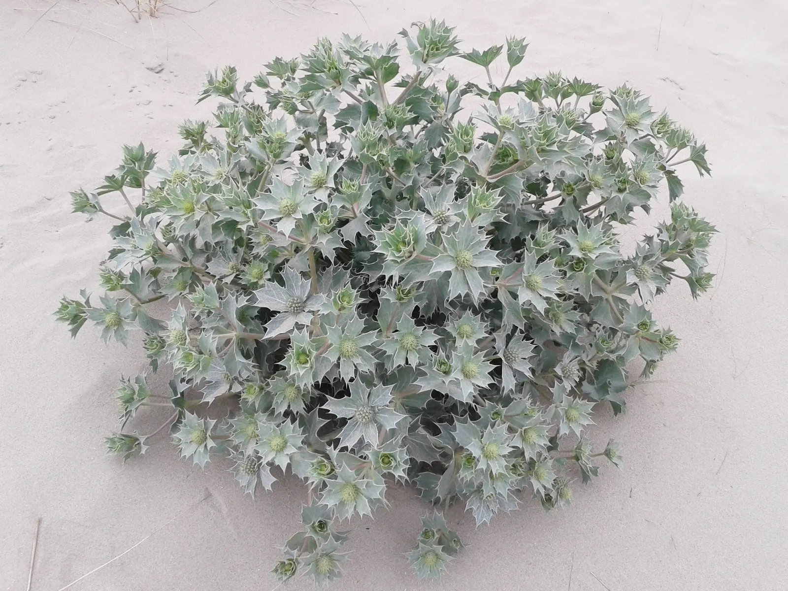 Sea Holly (Eryngium Maritimum) — This tough plant thrives in full sun, in well-drained soil, and tolerates drought and poor soils; peaking at, image 53
