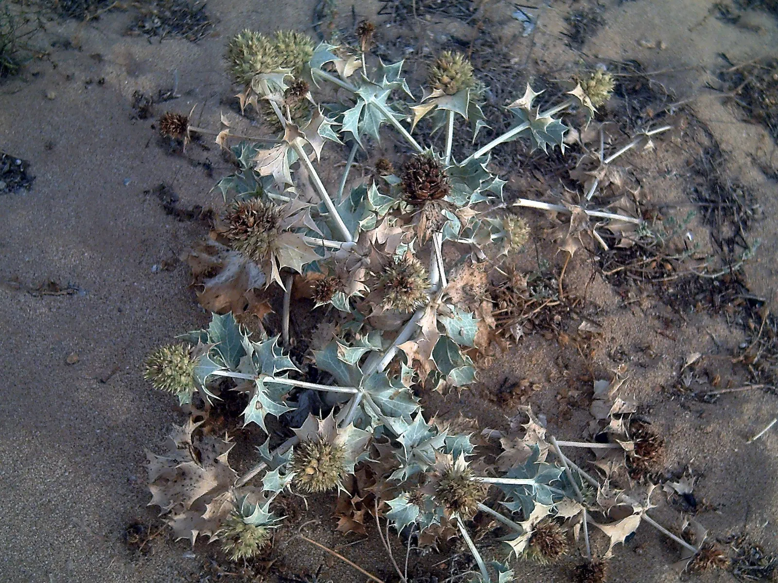 Sea Holly (Eryngium Maritimum) — A resilient coastal plant; it thrives in USDA hardiness zones 5 through 9, image 84
