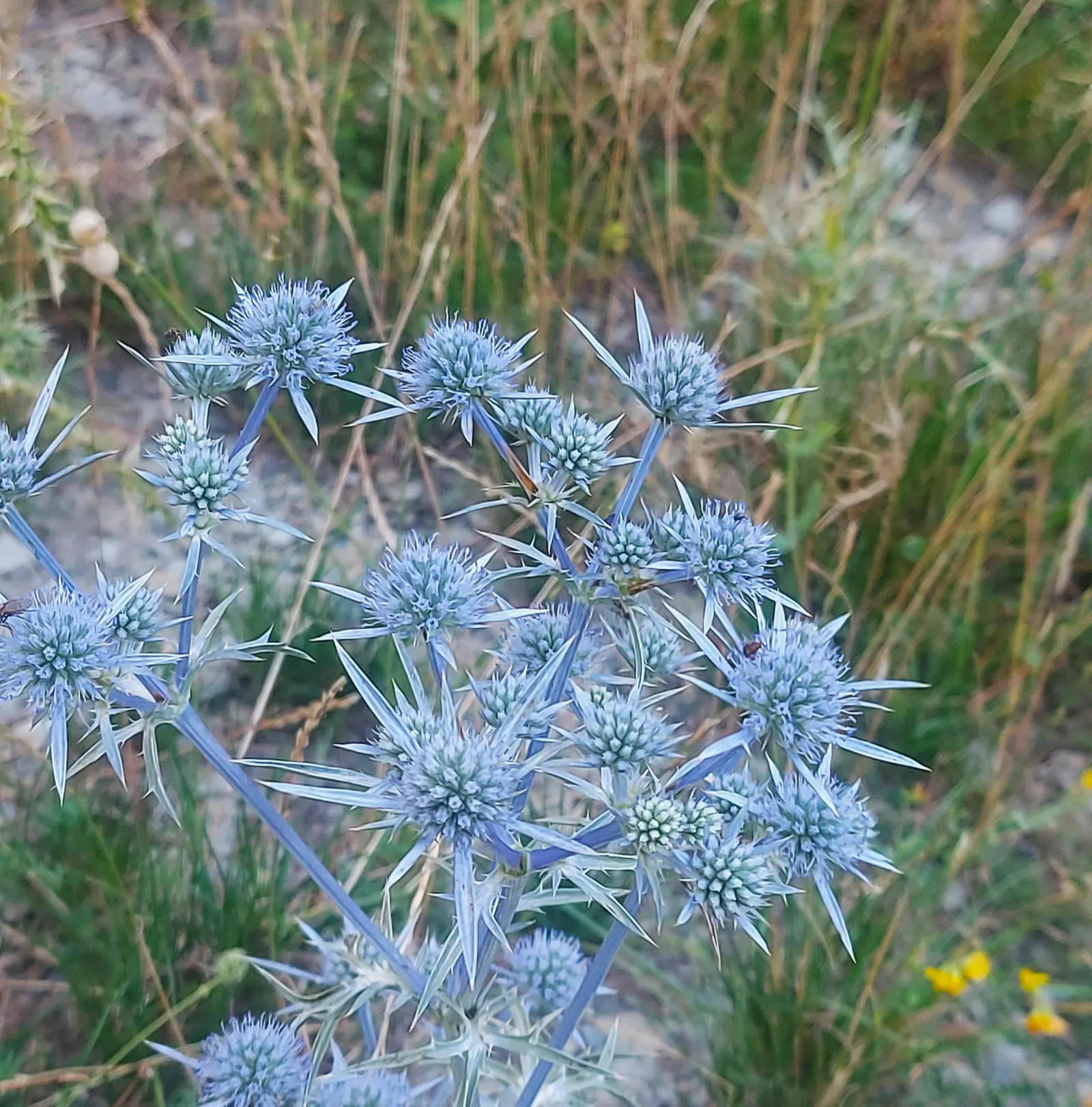 Sea Holly (Eryngium Maritimum) — with a tolerant attitude toward drought once established; this robust species typically reaches a height of 18 to, image 95